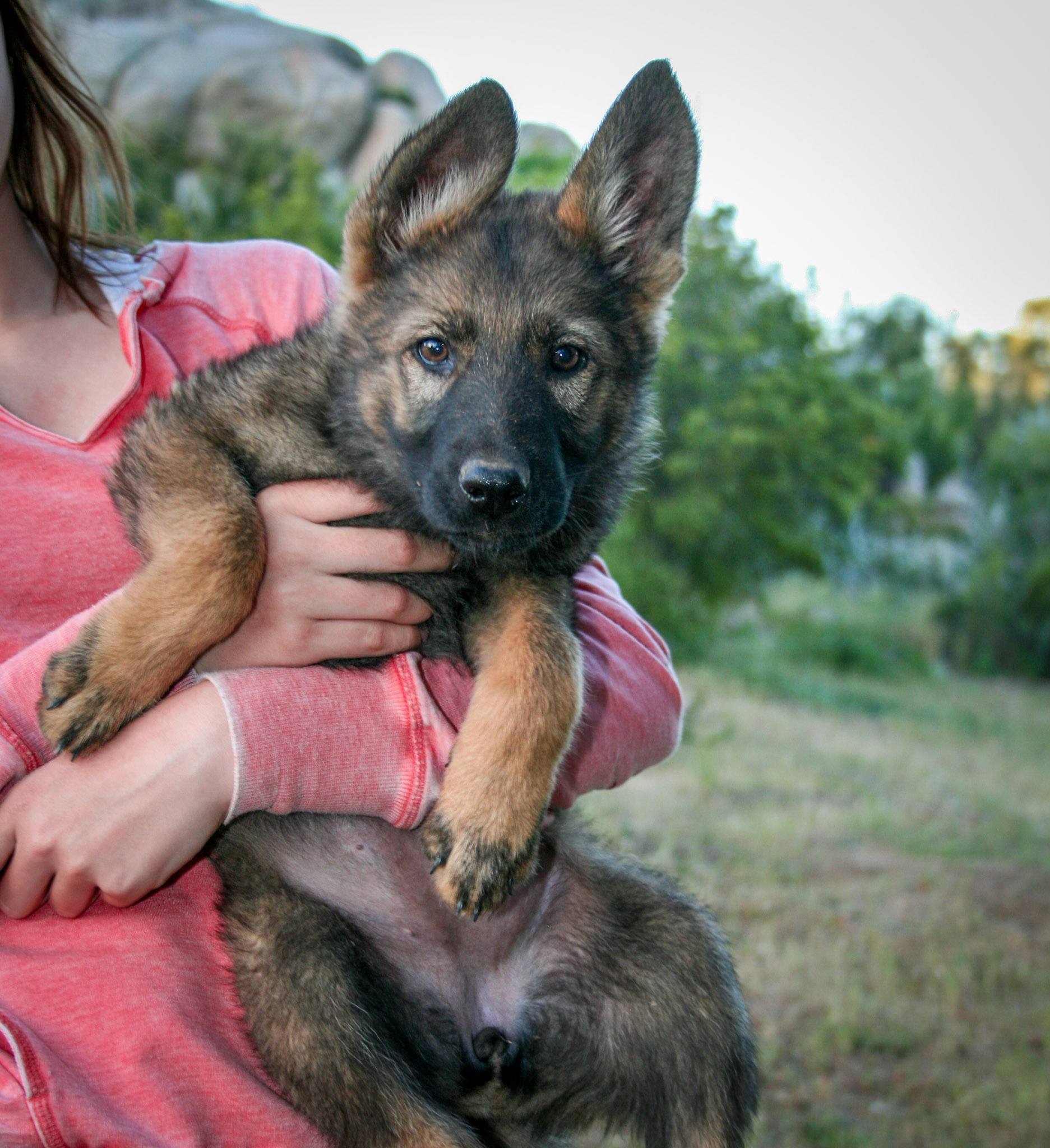 Pink Collar Female 10 Weeks Old