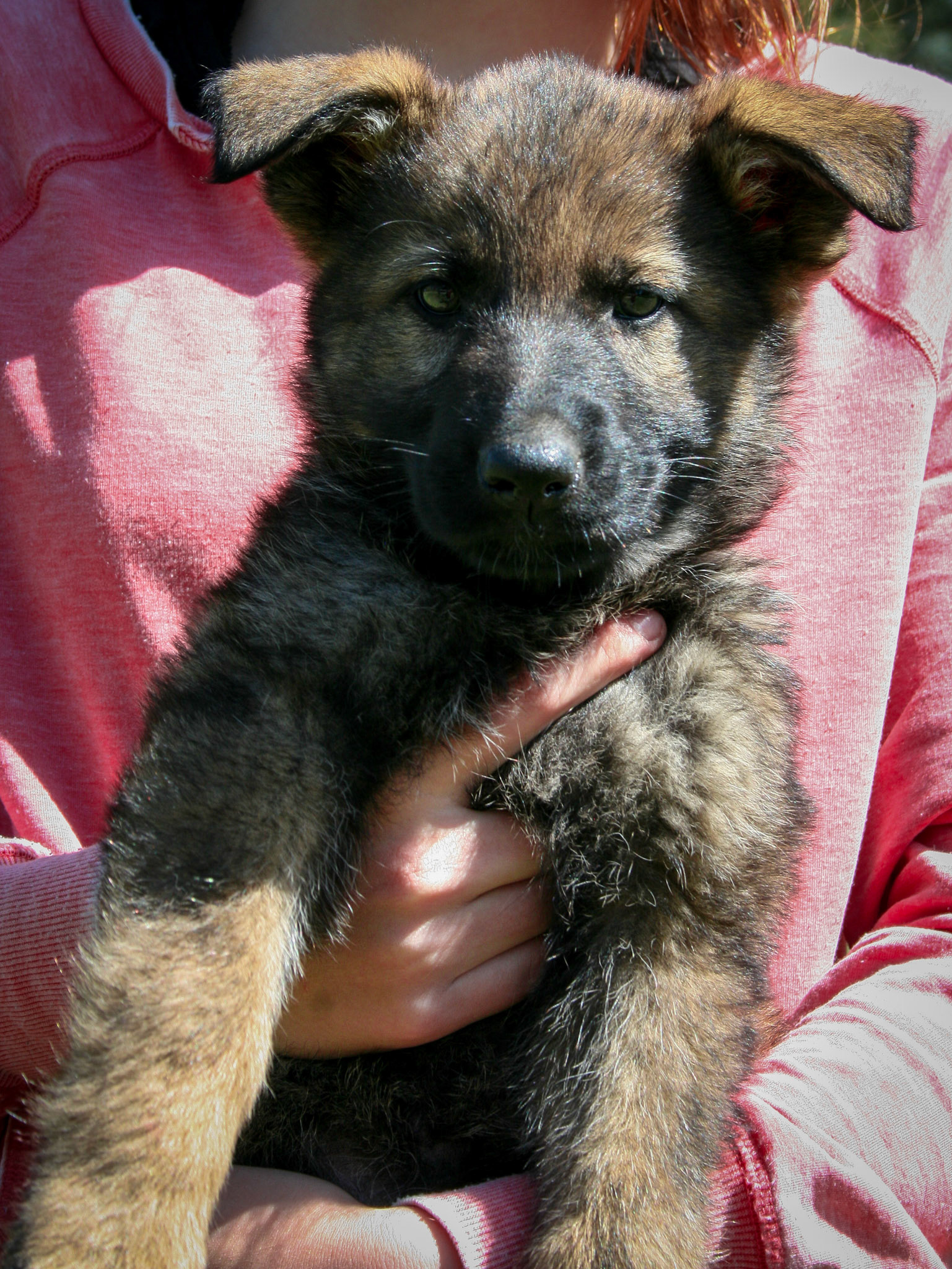 Lilac Collar Female 8 Weeks Old