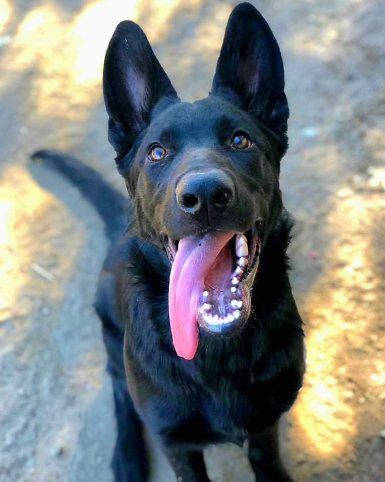 Rafaello "Colt" Midollyk
