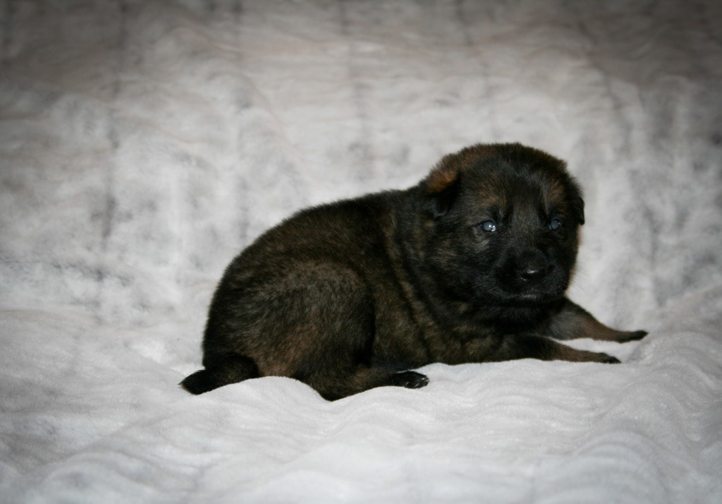 Black Collar Male - 3 weeks