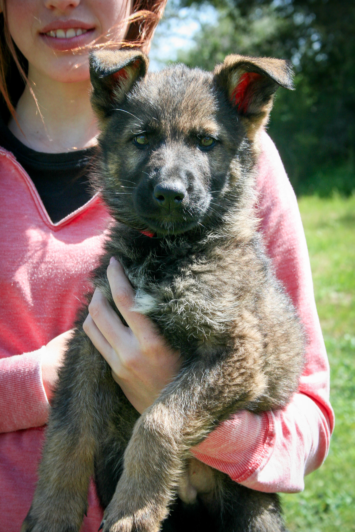 Red Collar Male 8 Weeks Old