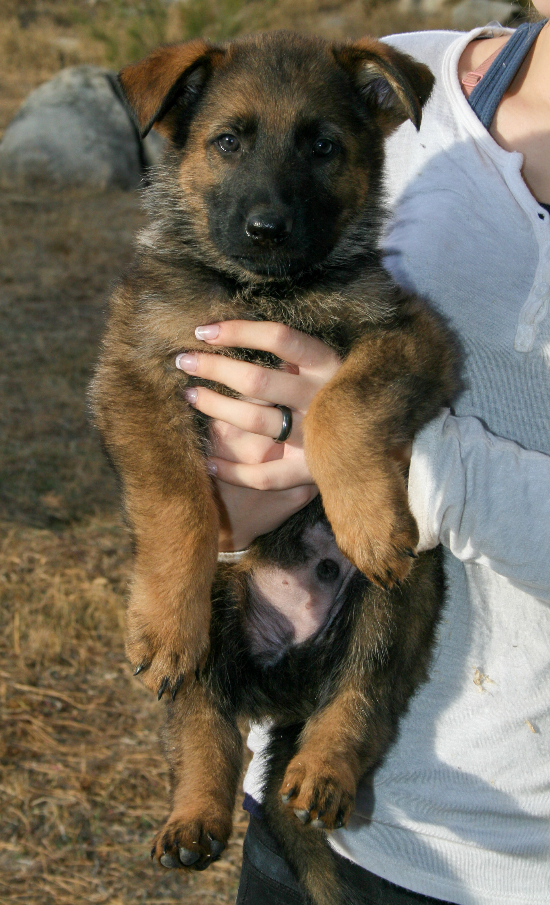 Jack - 7 weeks old
