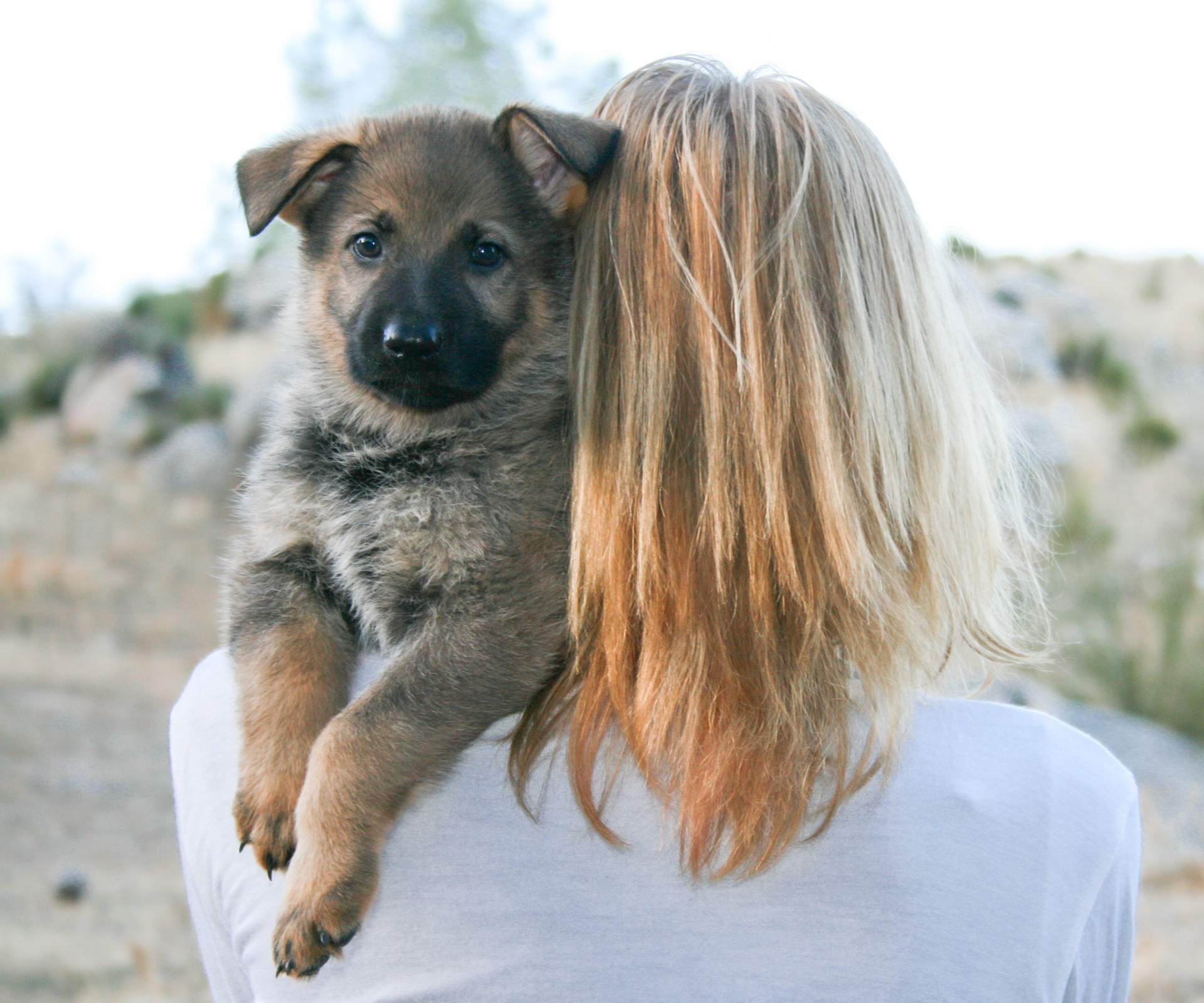 Misty - 7 weeks
