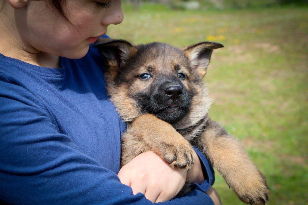 Purple Collar Female - 7 weeks ol