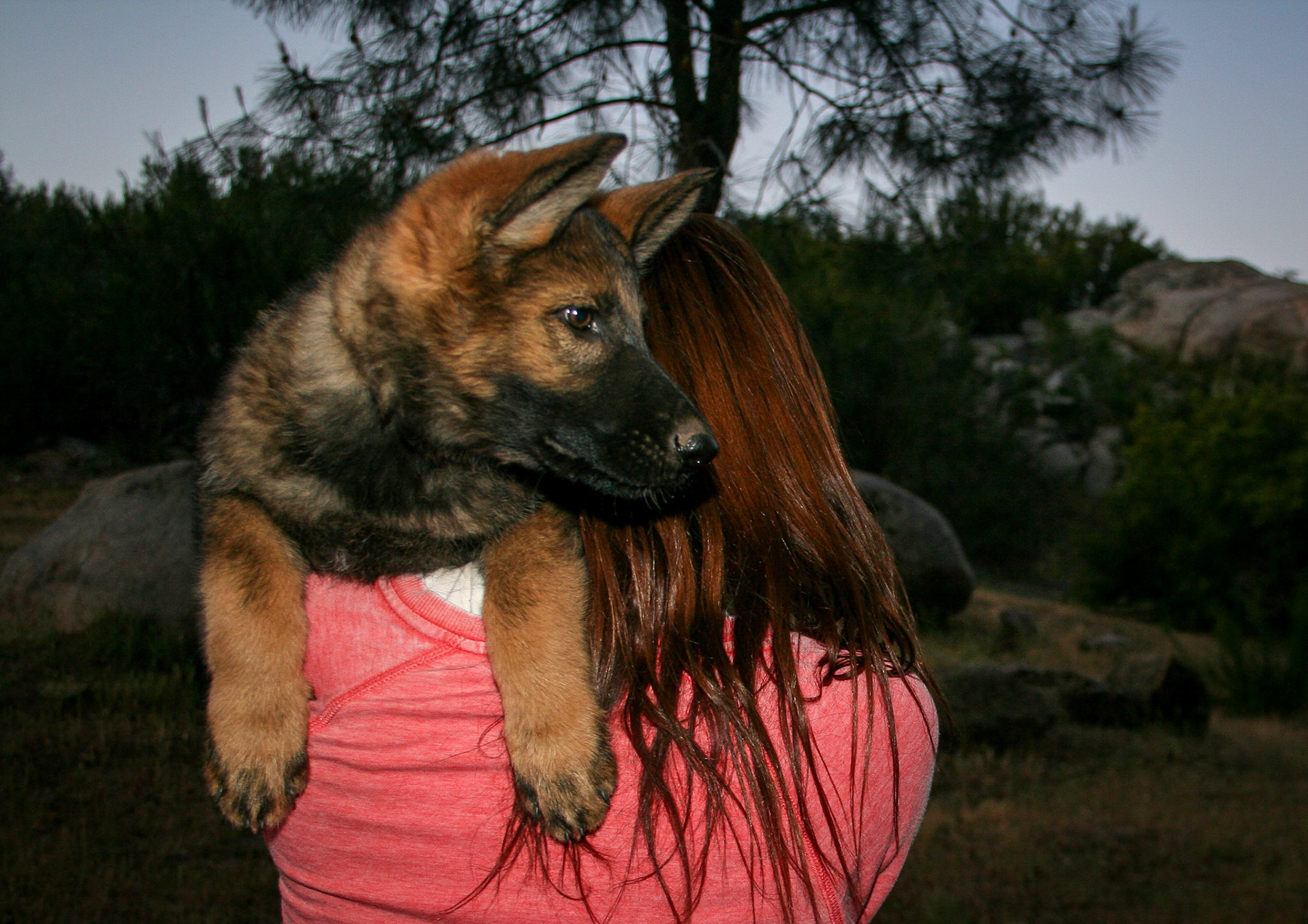 Lilac Collar Female 10 Weeks Old