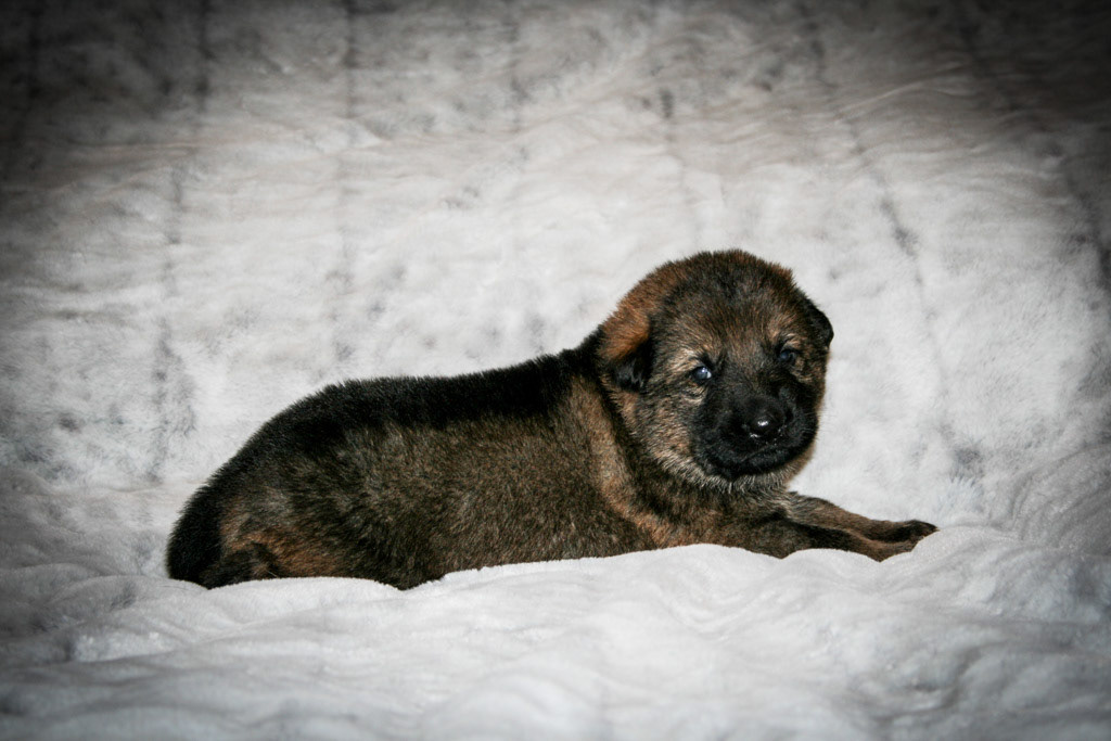 Tan Collar Male - 3 weeks