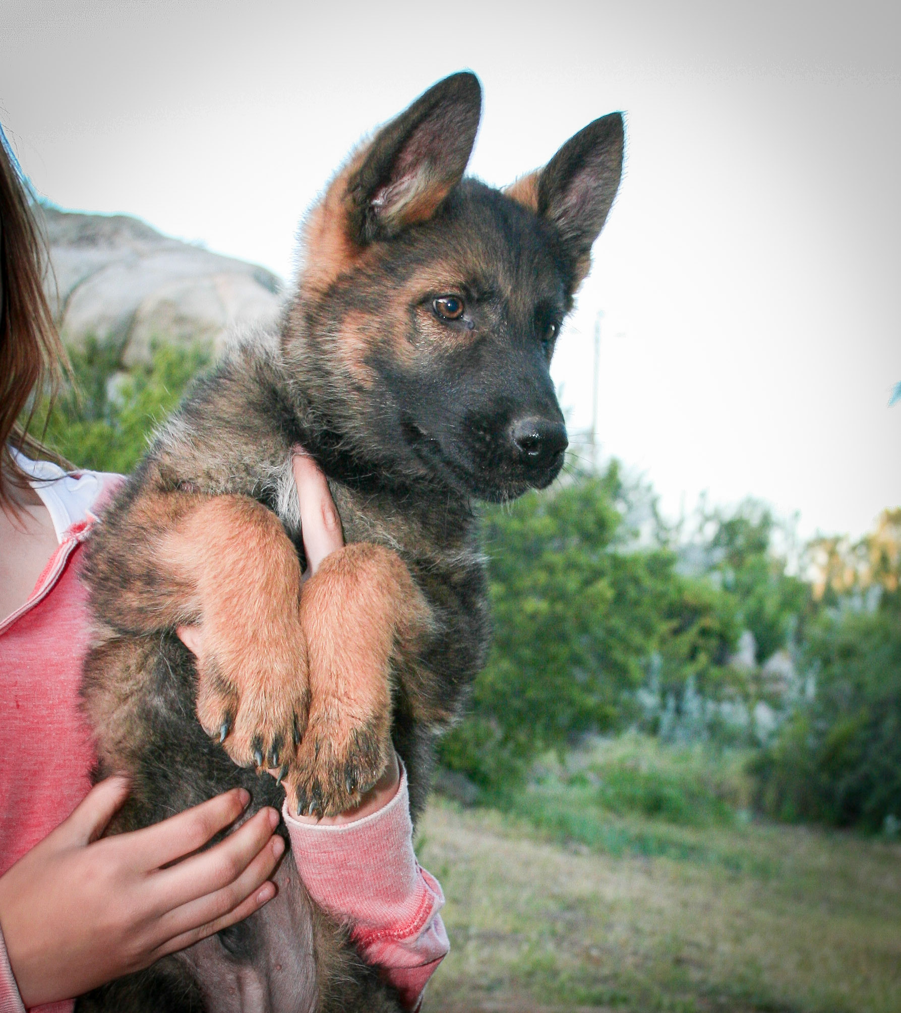 Red Collar Male 10 Weeks Old