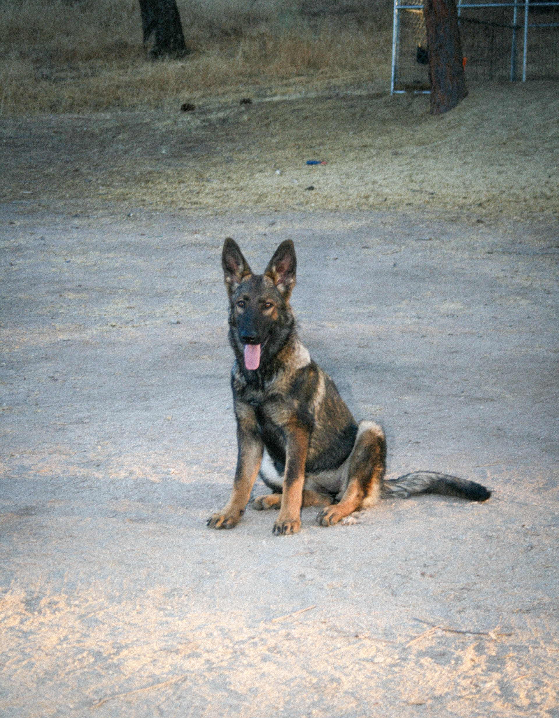 Nala 6 months old