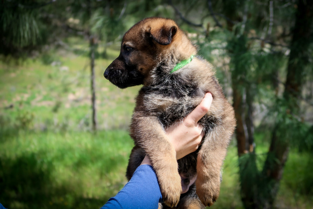 Lime Green Collar Male - 7 weeks old