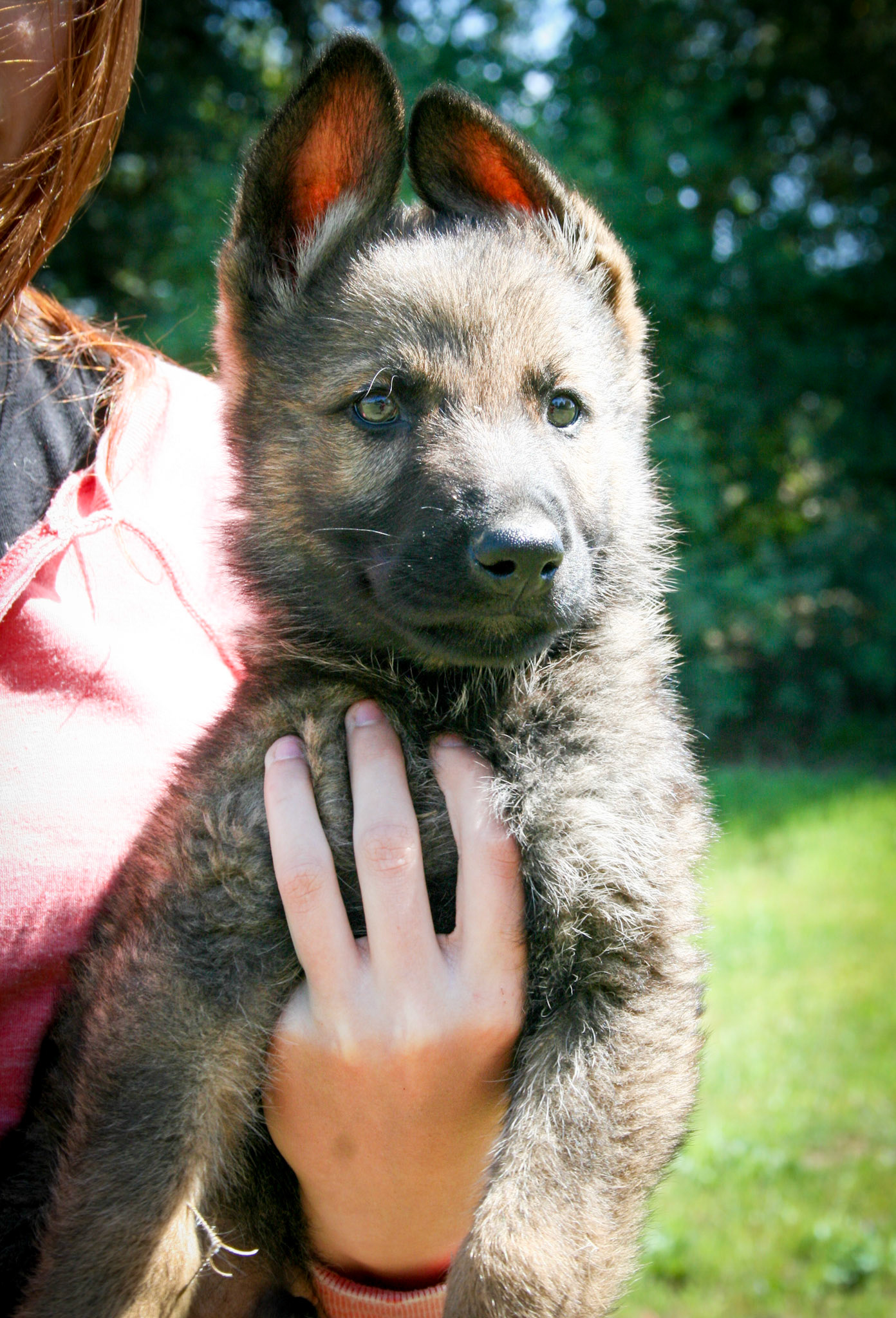 Hunter Green Collar Male 8 Weeks Old