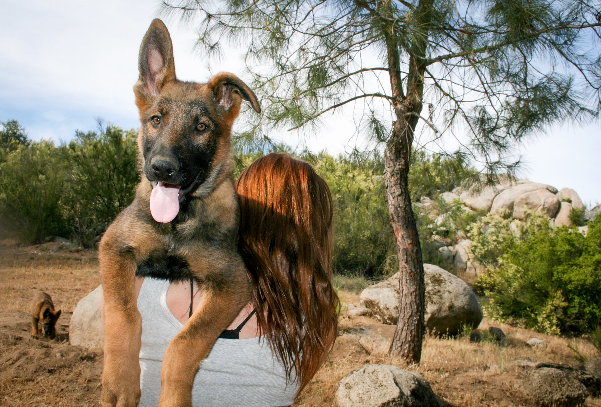 Hunter Green Collar Male 14 weeks