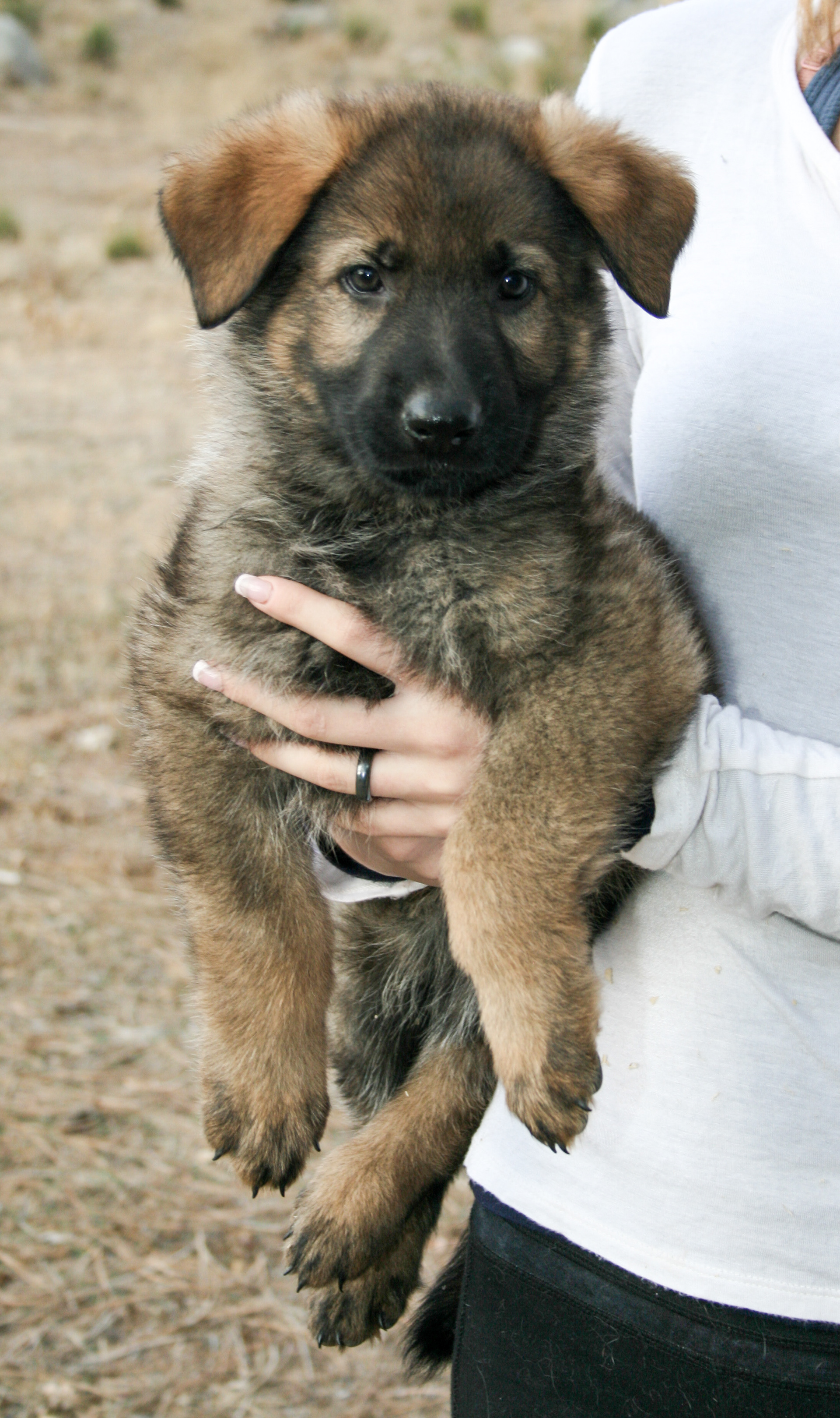 Biggie Smalls - 7 weeks