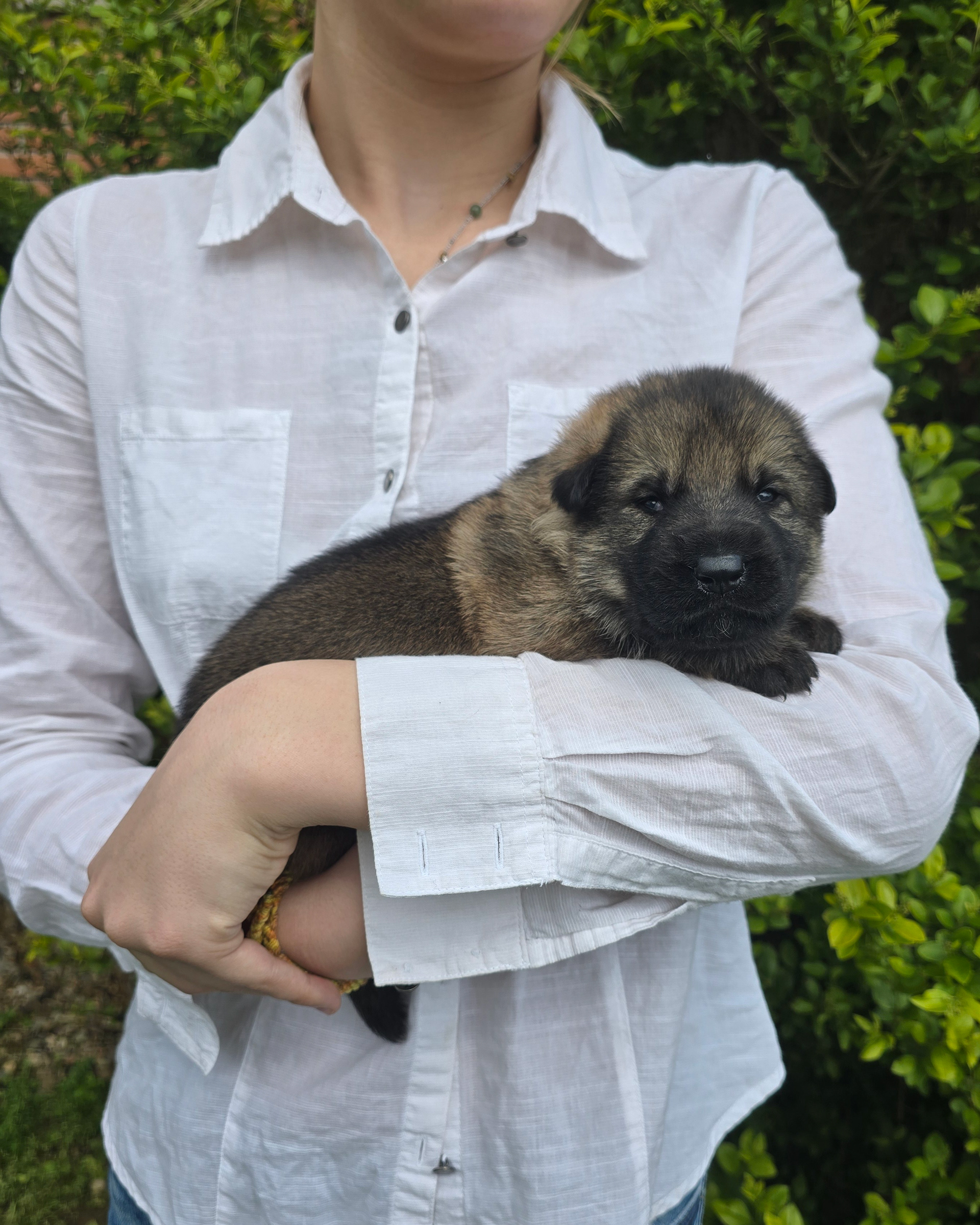 Light Pink Collar Female - 2 weeks old
