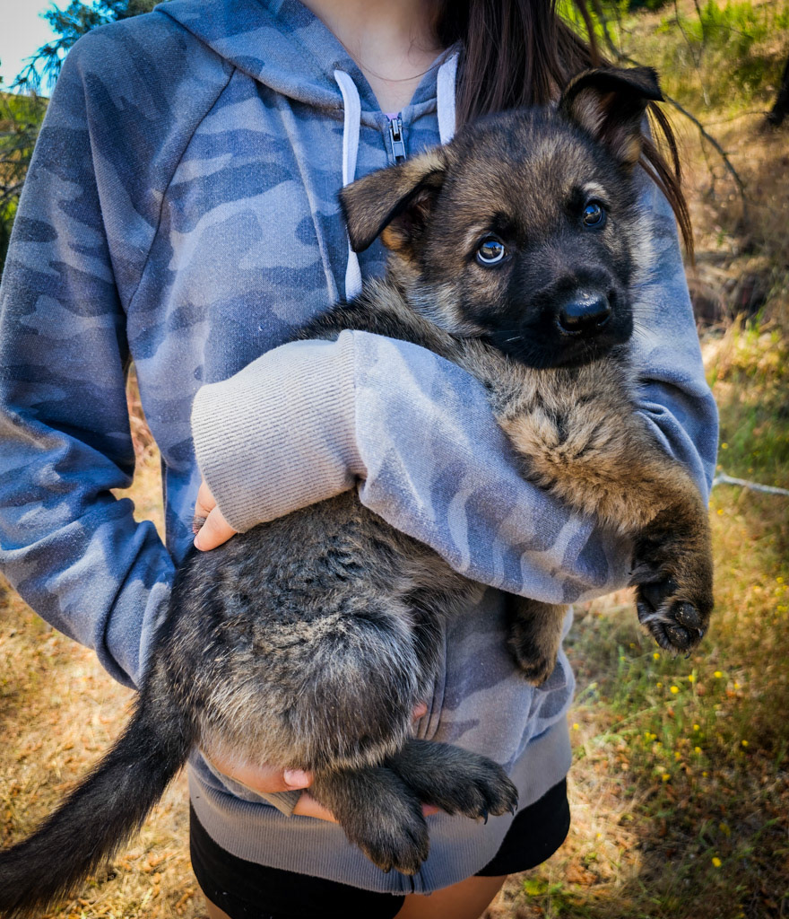 Hunter Green Male - 7 weeks old