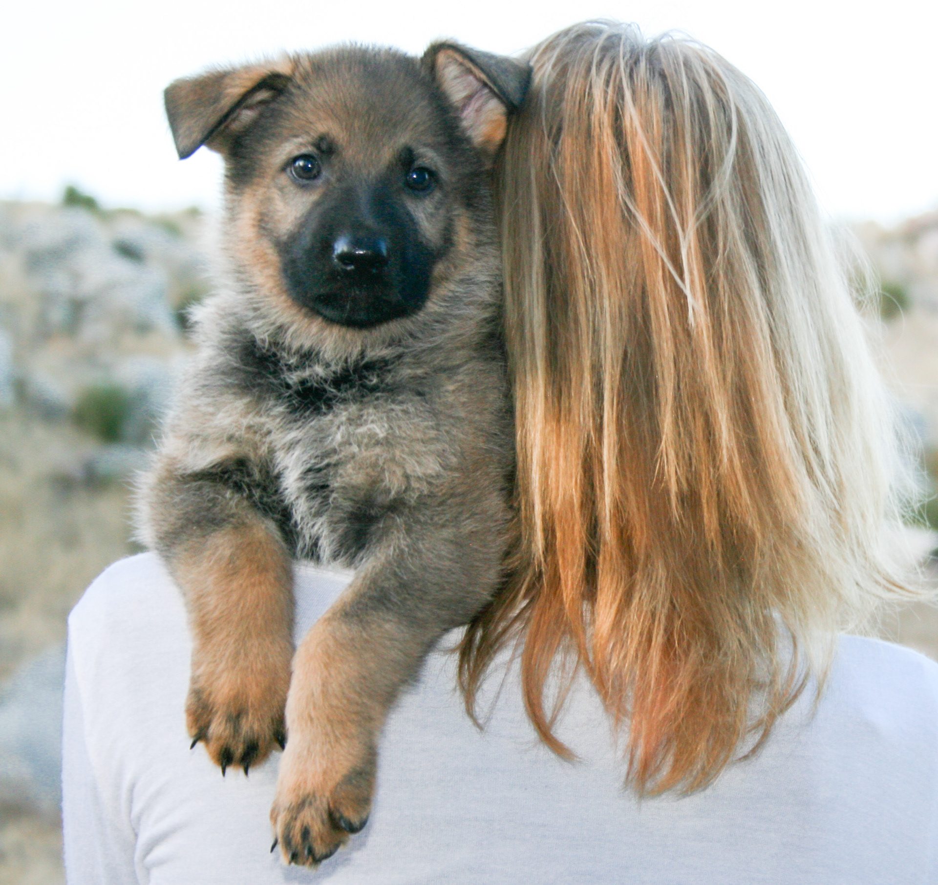 Misty - 7 weeks