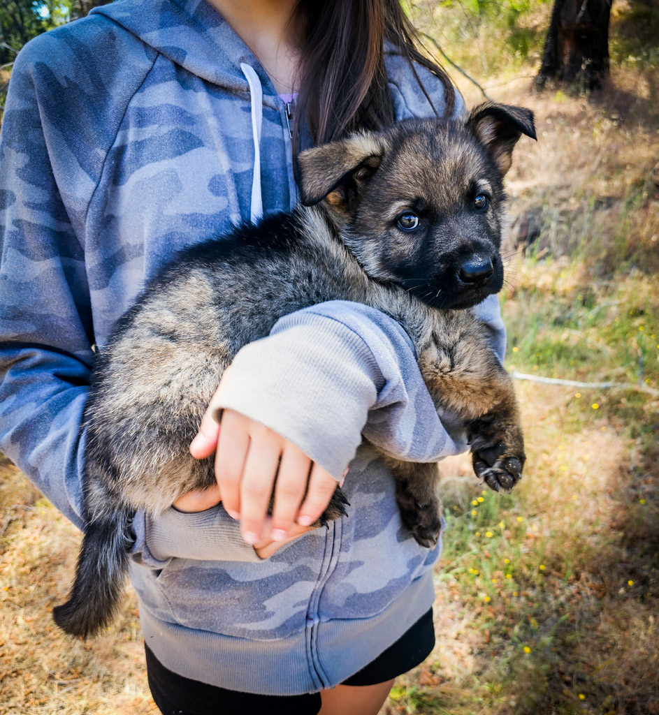 Hunter Green Male - 7 weeks old