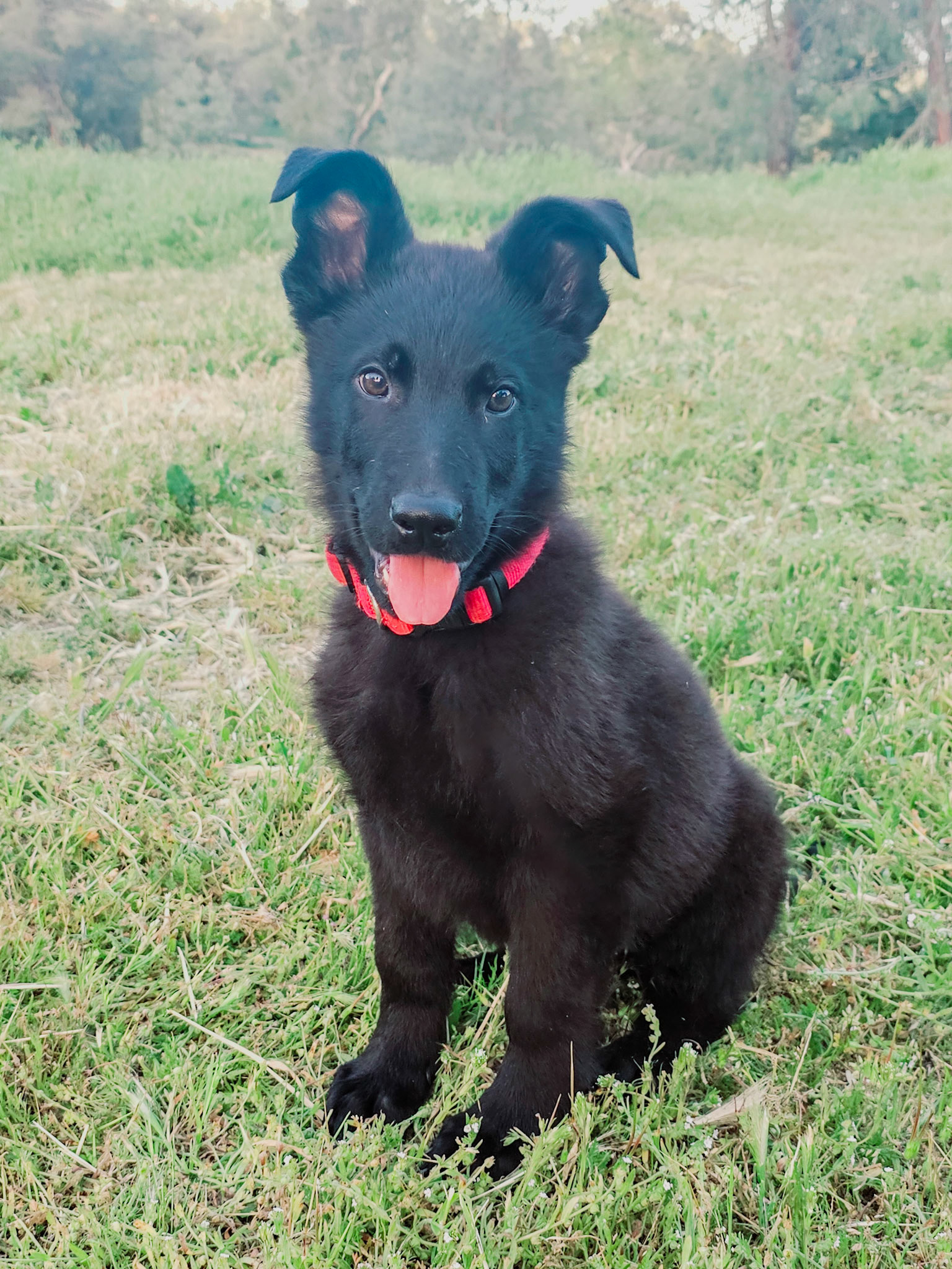 Red Collar Male - 13 weeks old