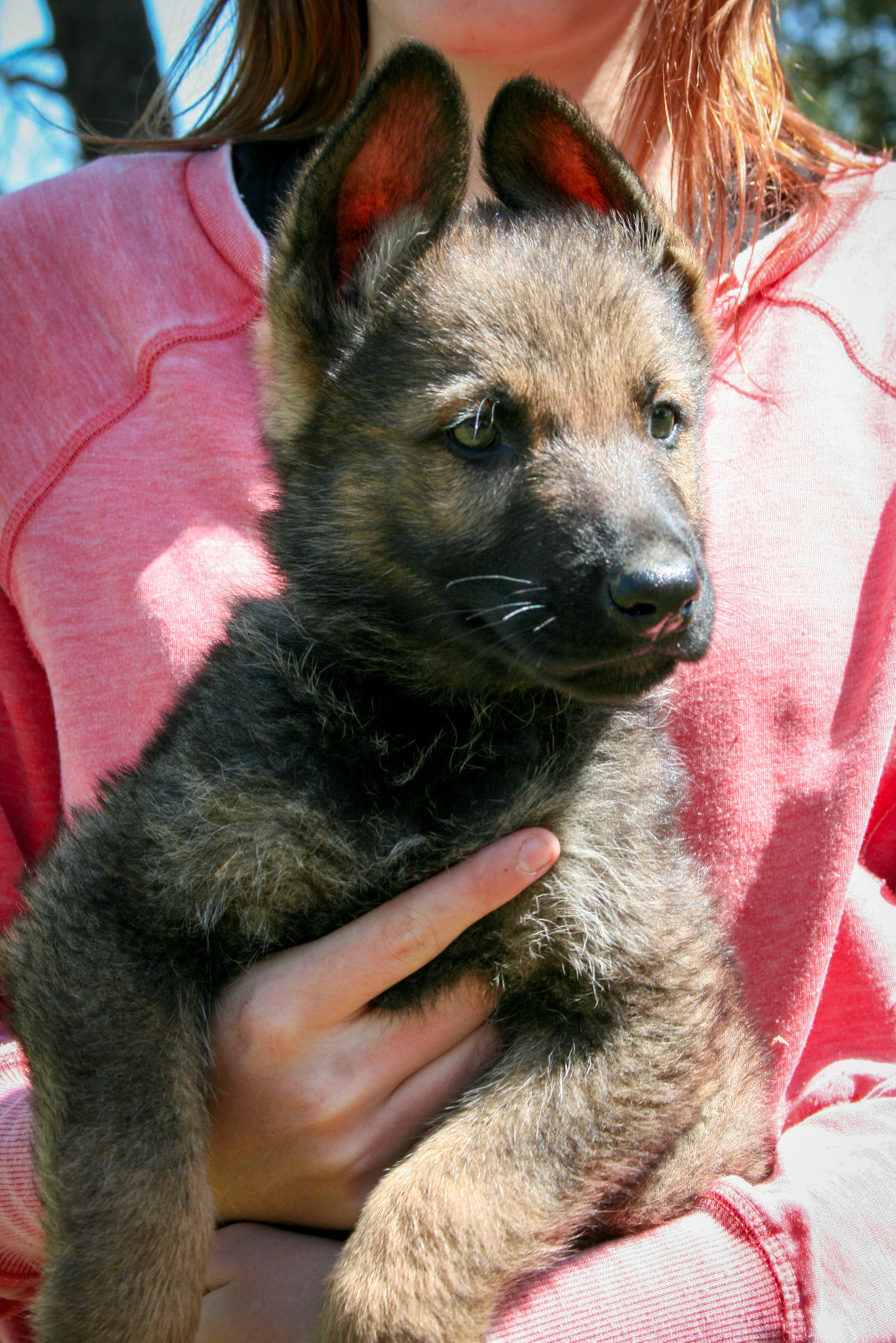 Hunter Green Collar Male 8 Weeks Old
