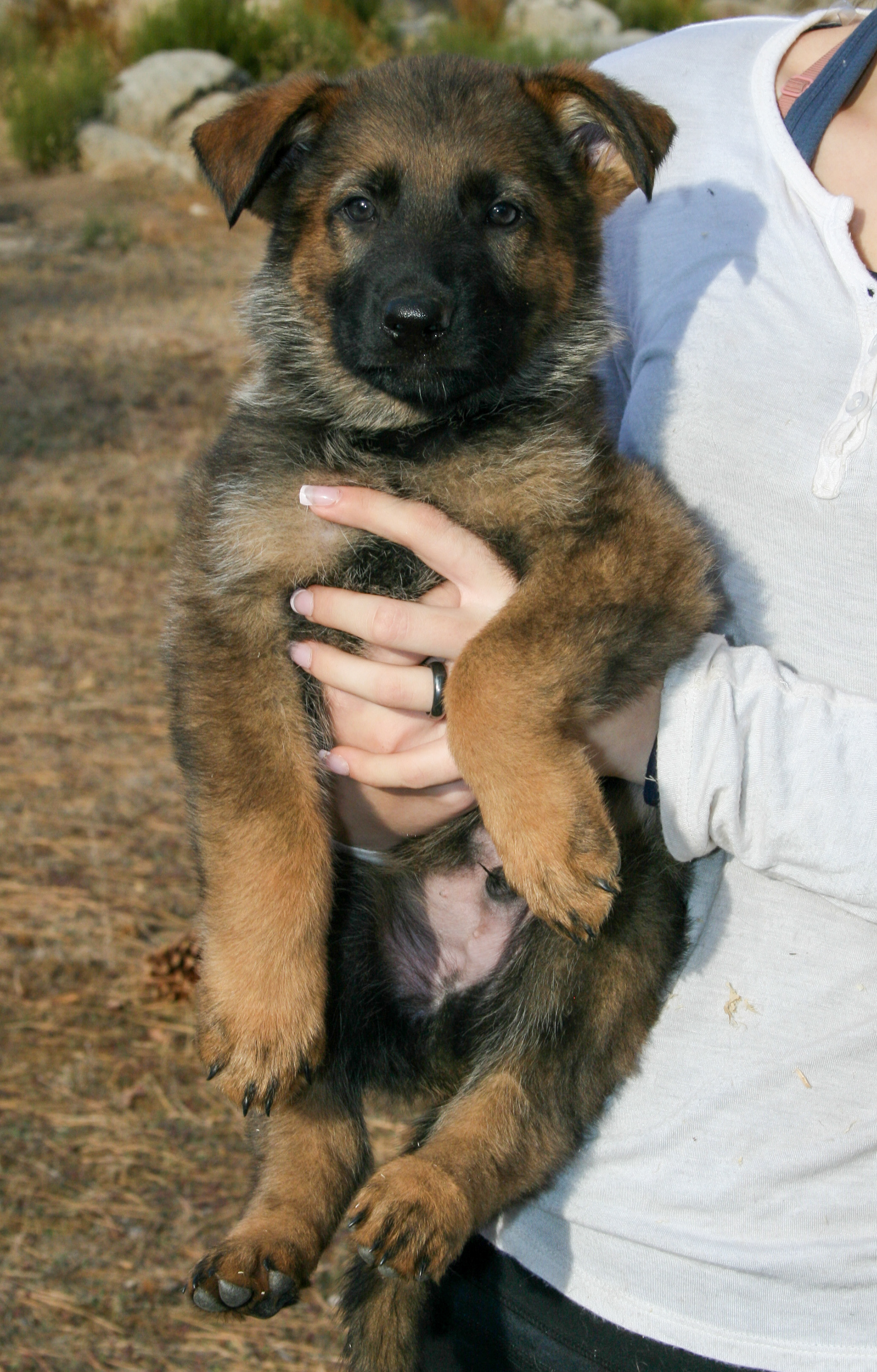 Jack - 7 weeks