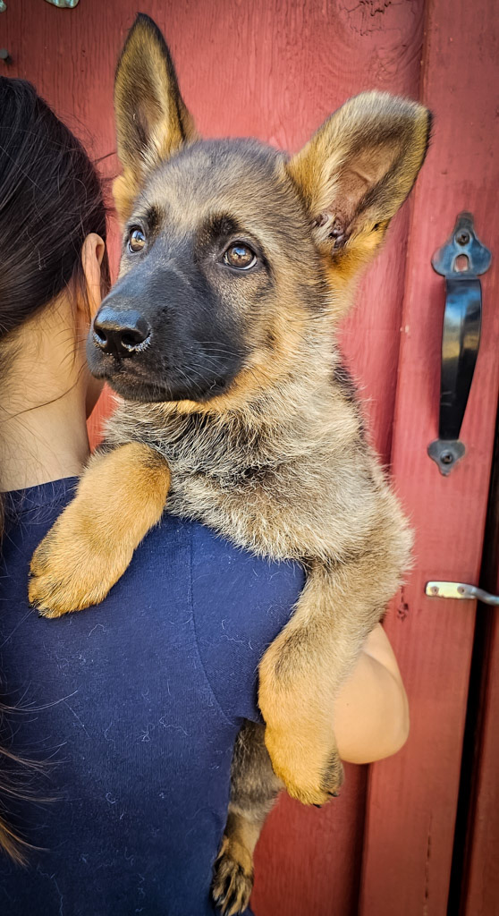 Hot Pink Collar Female - 10 Weeks