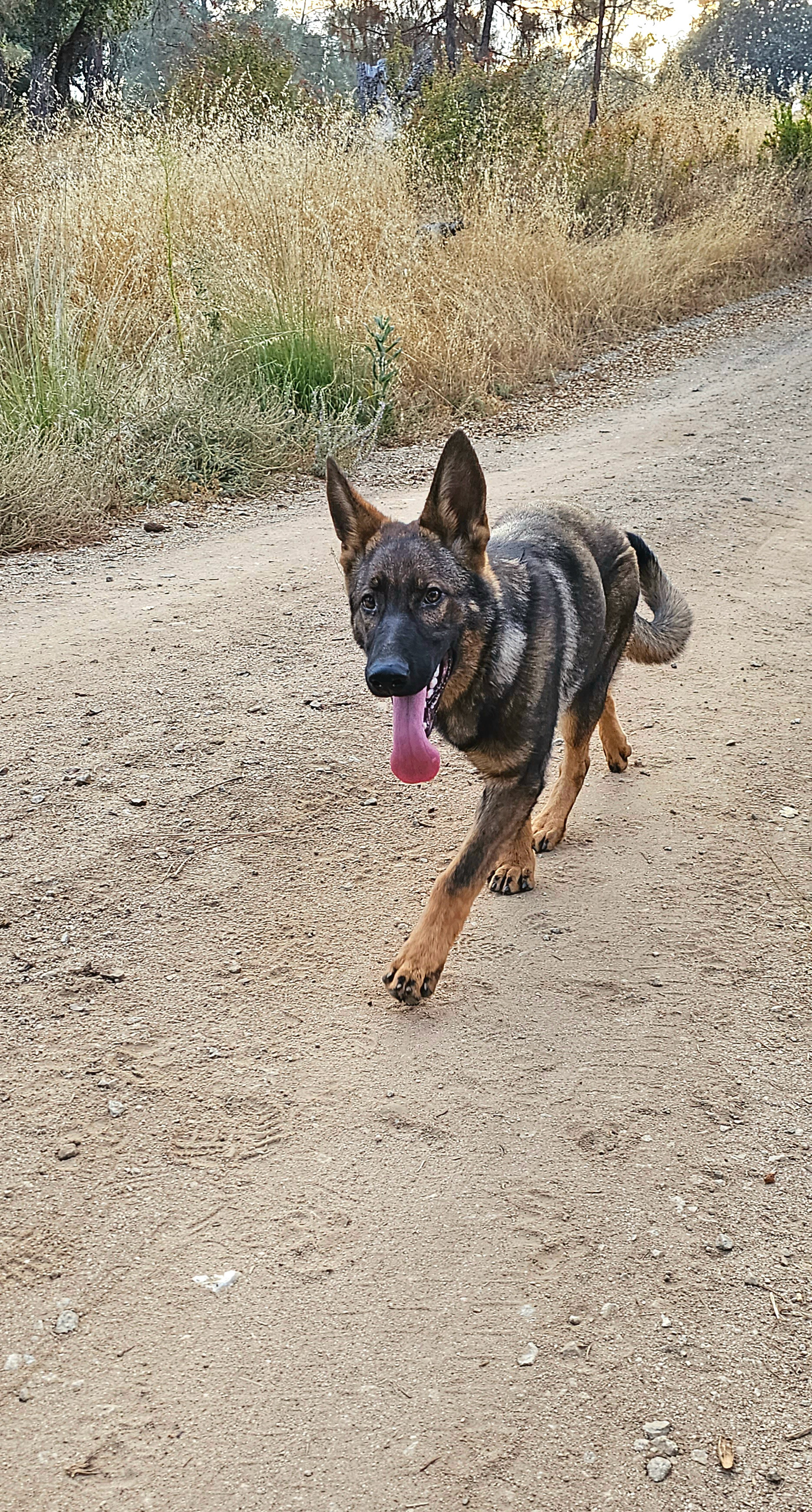 Purple Collar Female - 6.5 Months