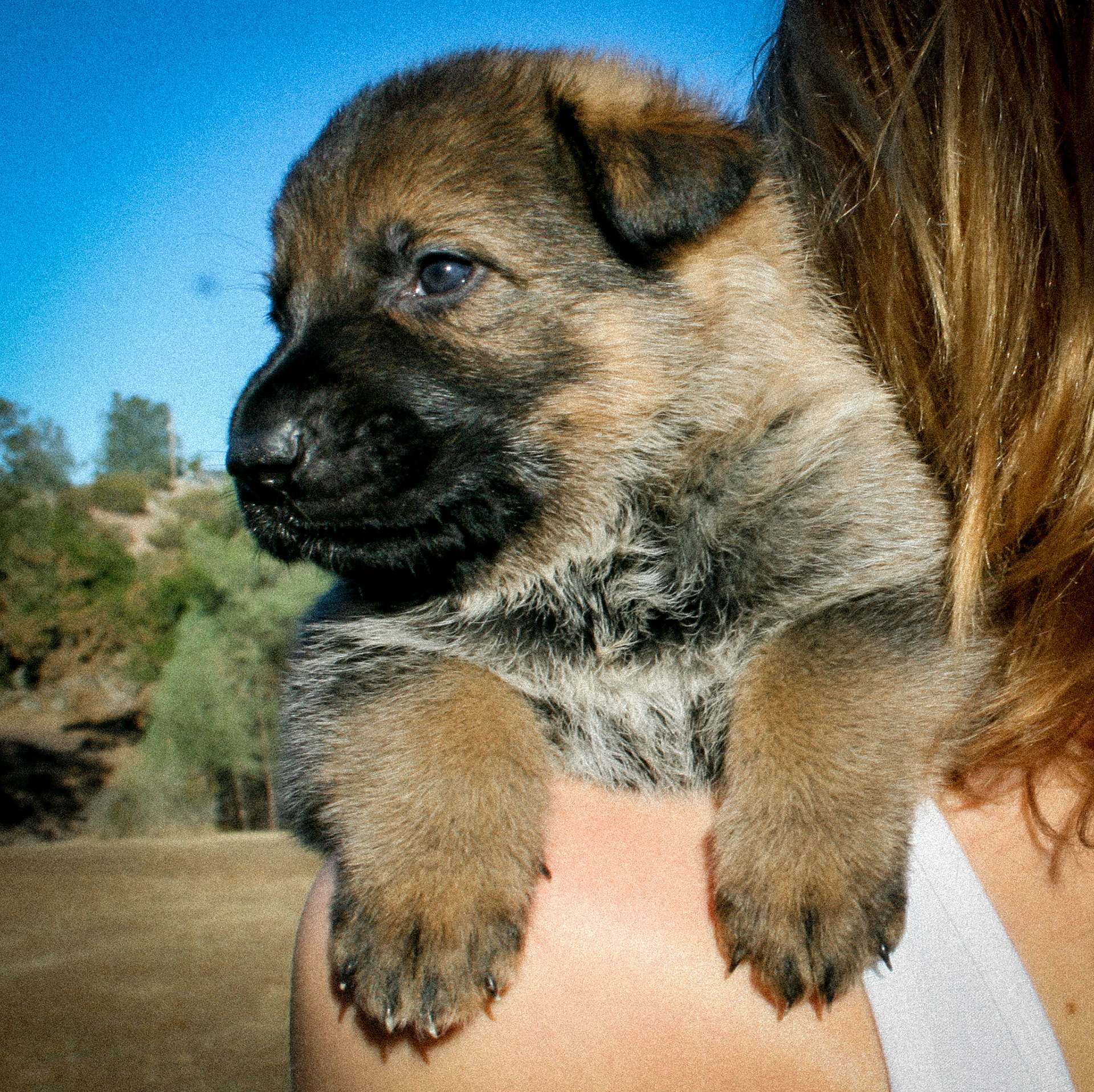 "Vinnie" - 4 weeks