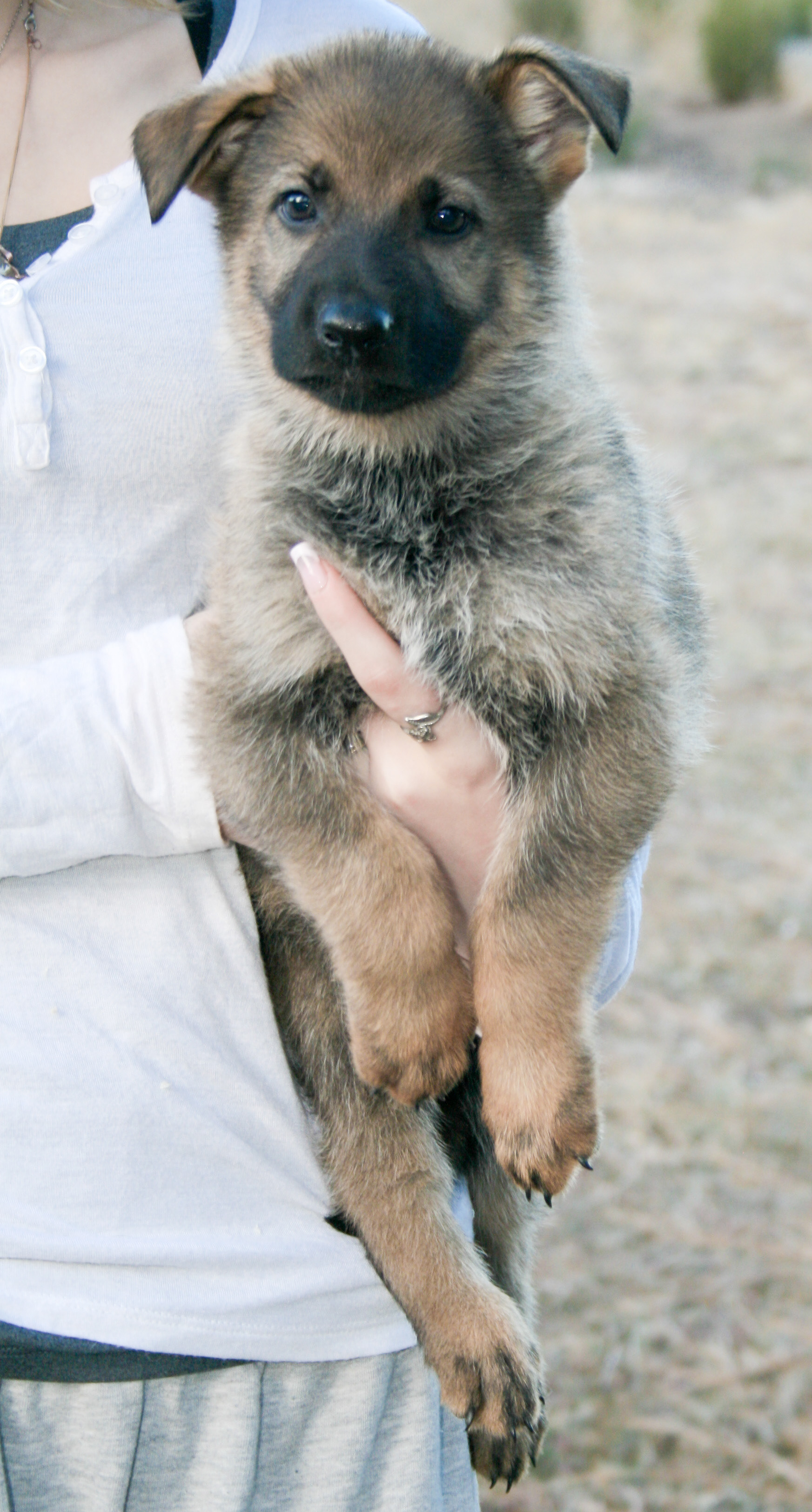 Misty - 7 weeks