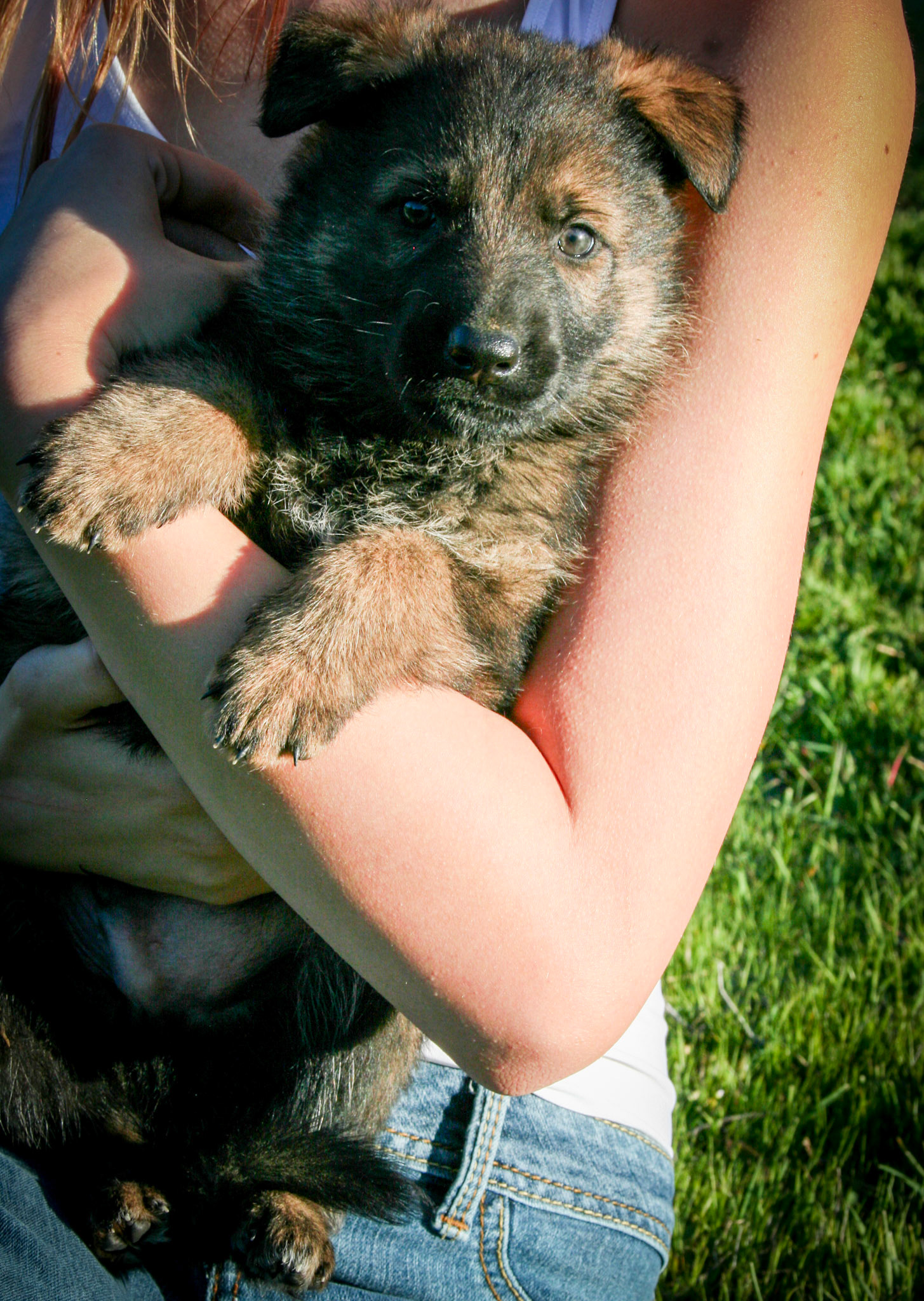 Red Collar Male 5 Weeks Old