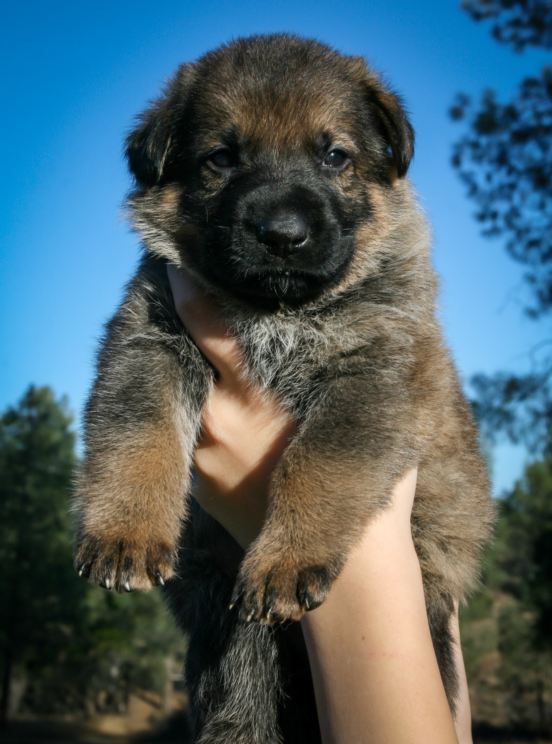 "Vinnie" - 4 weeks