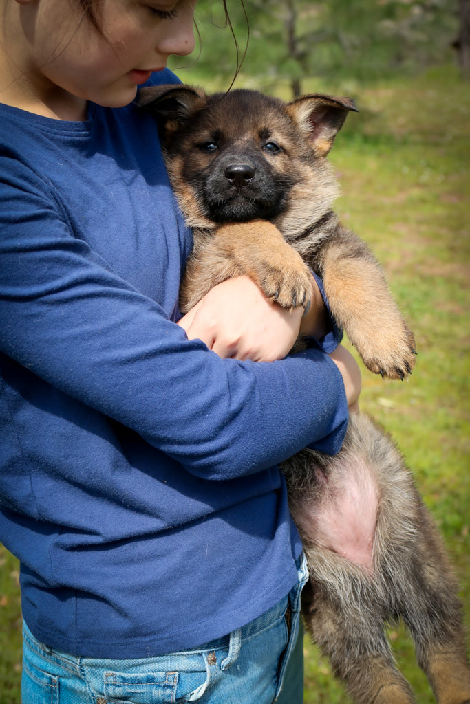 Purple Collar Female - 7 weeks ol