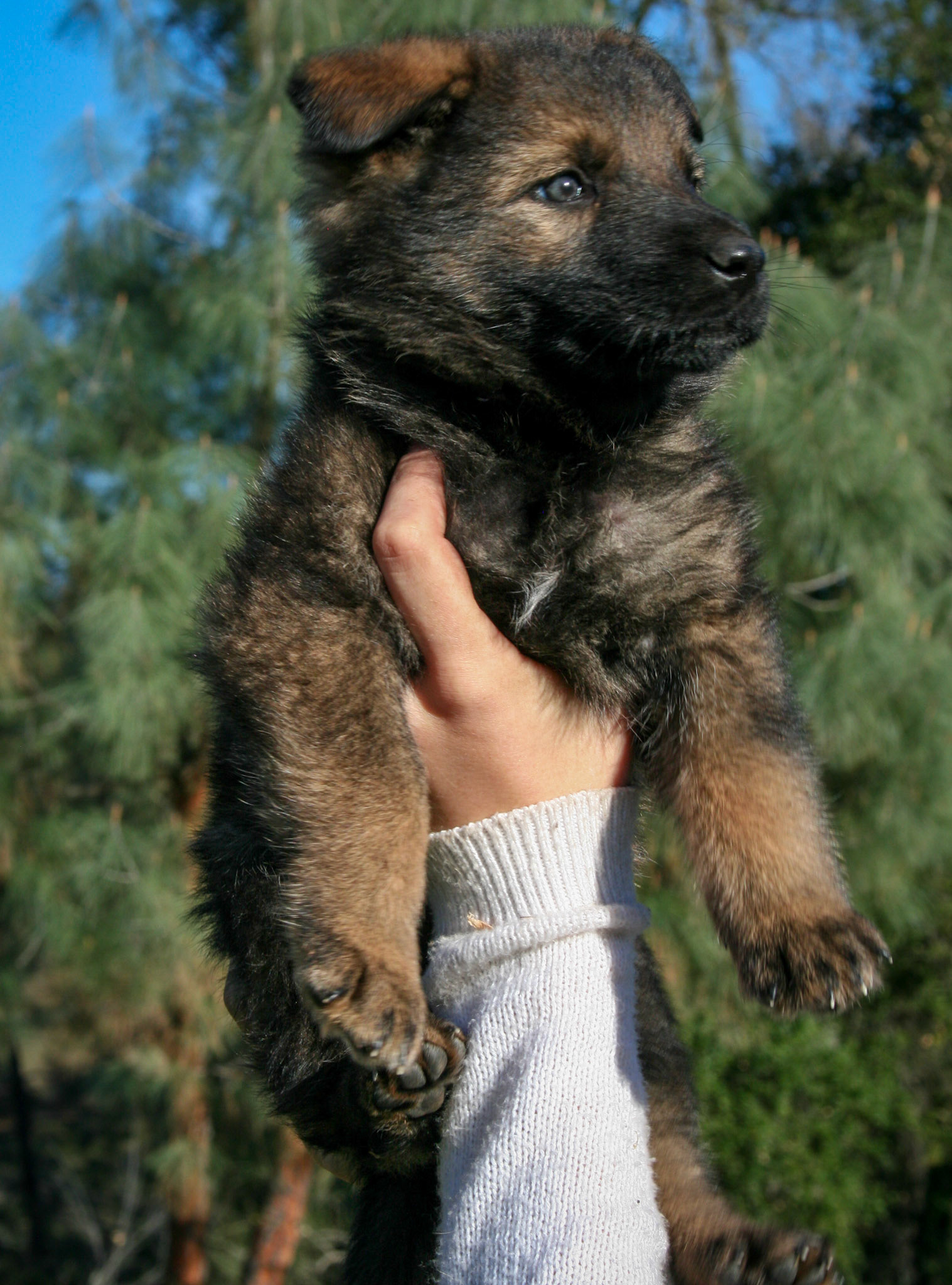 Pink Collar Female 5 Weeks Old