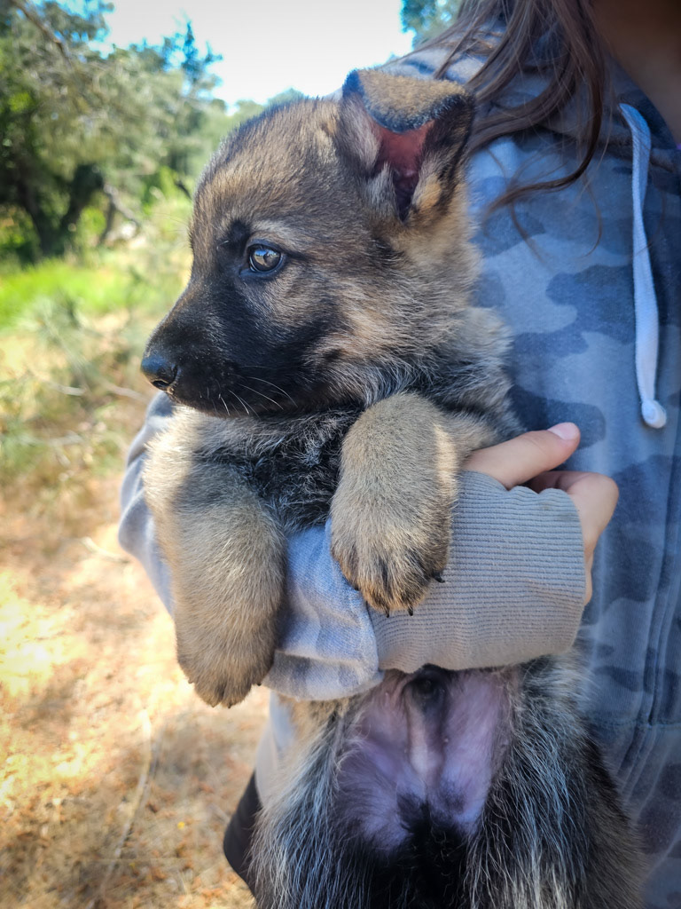Hunter Green Male - 7 weeks old