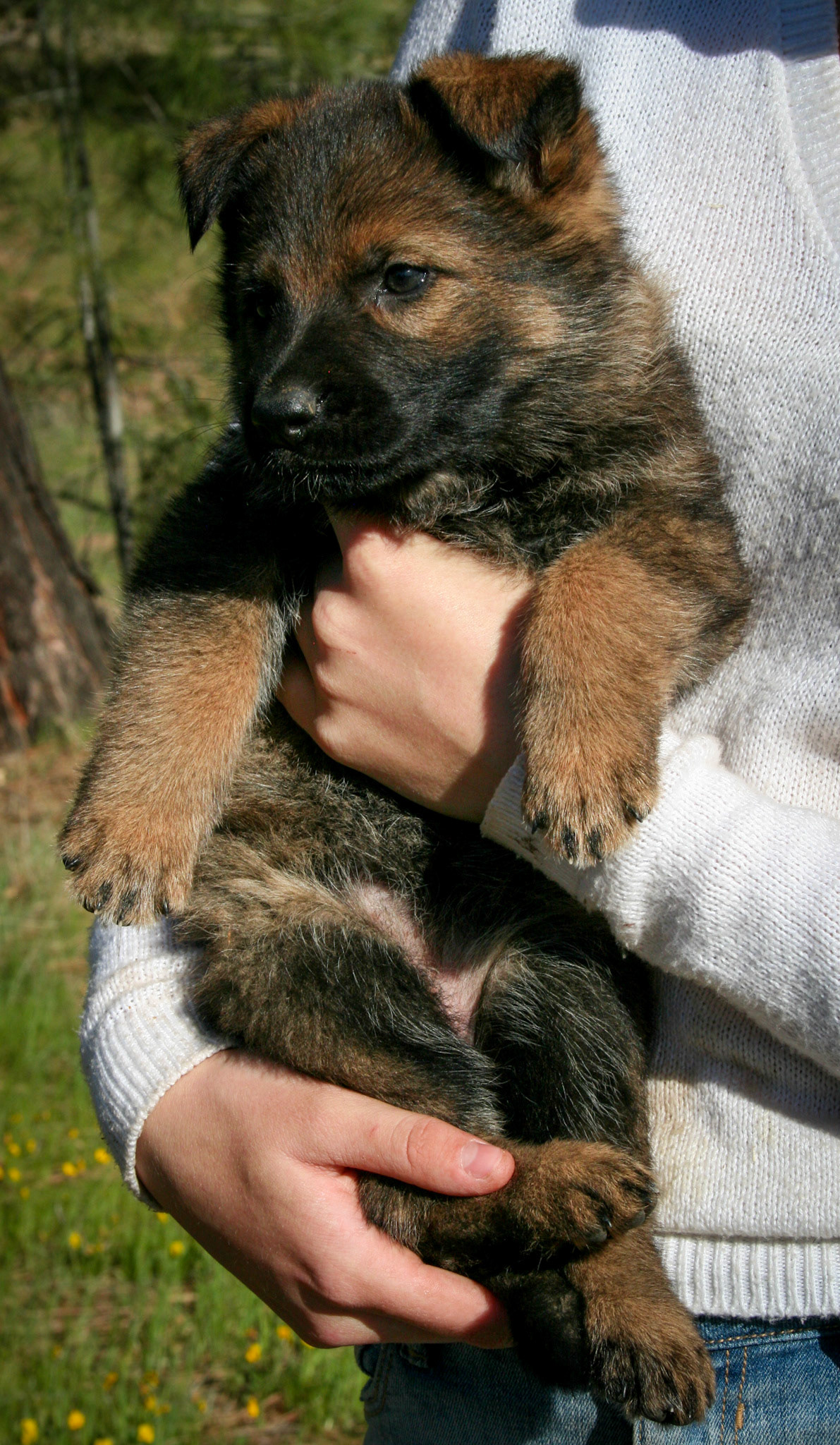 Orange Collar Female 5 Weeks Old