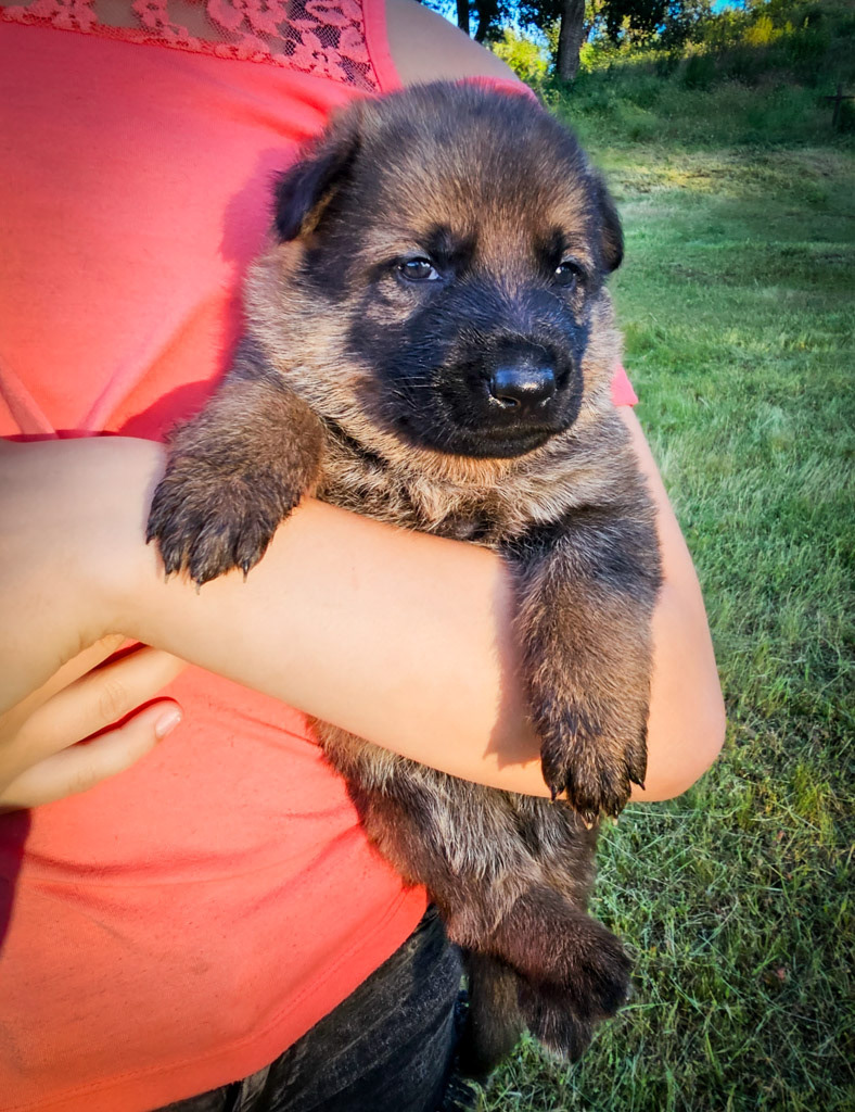 Hot Pink Collar Female - 2.5 weeks old photos