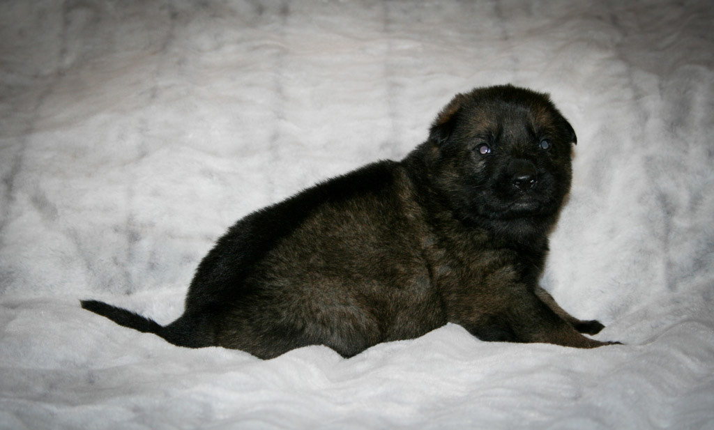 Black Collar Male - 3 weeks