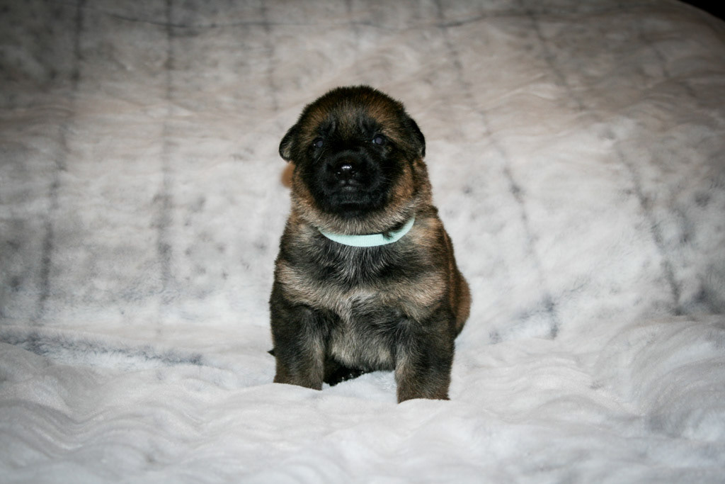 Teal Collar Female - 3 weeks