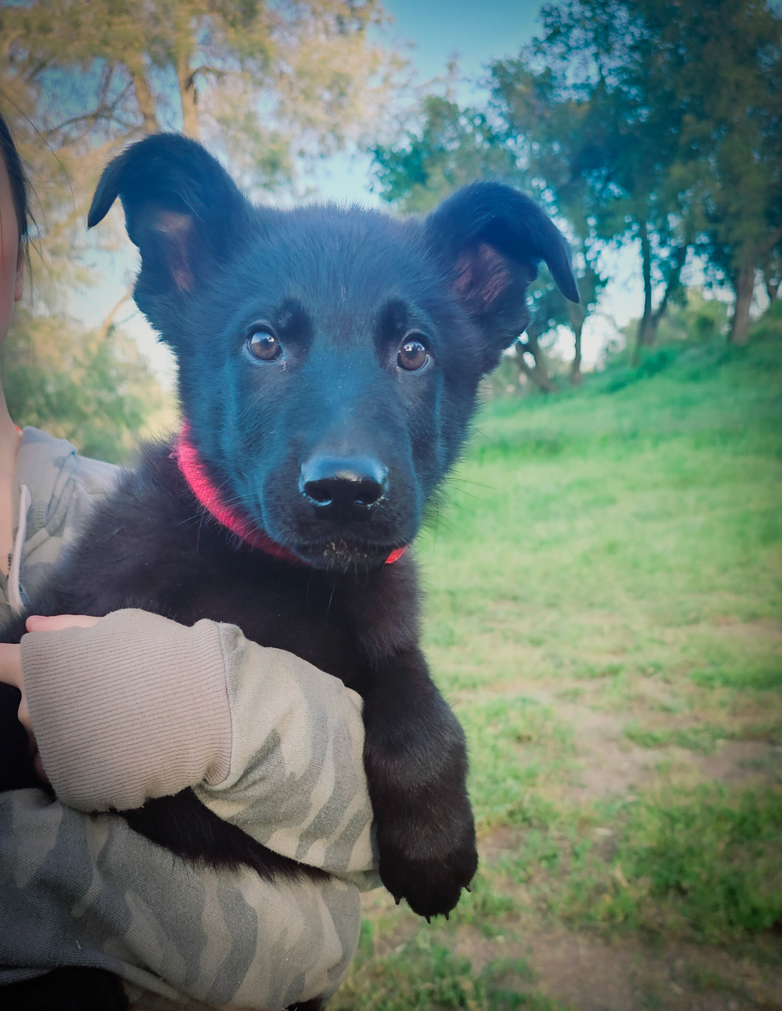 Red Collar Male - 13 weeks old