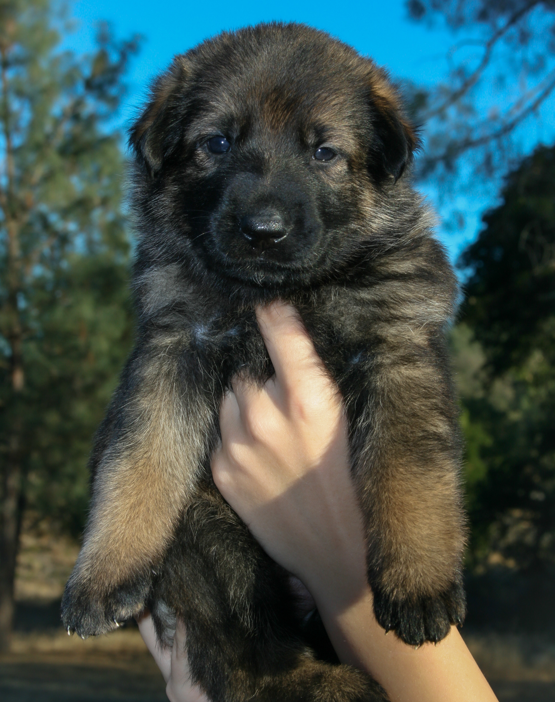 "Tilly" - 4 weeks