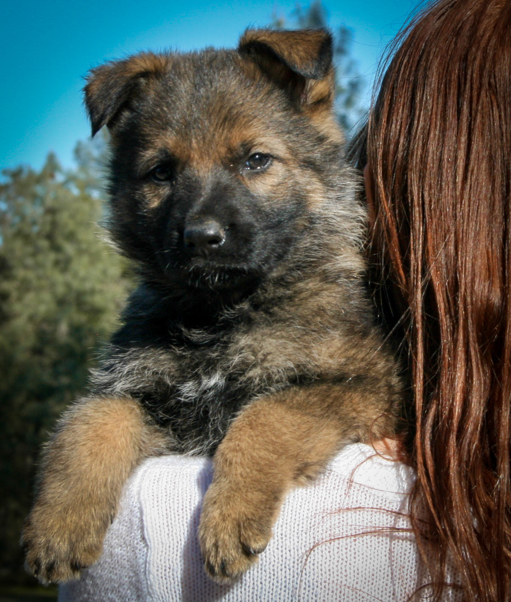 Orange Collar Female 5 Weeks Old