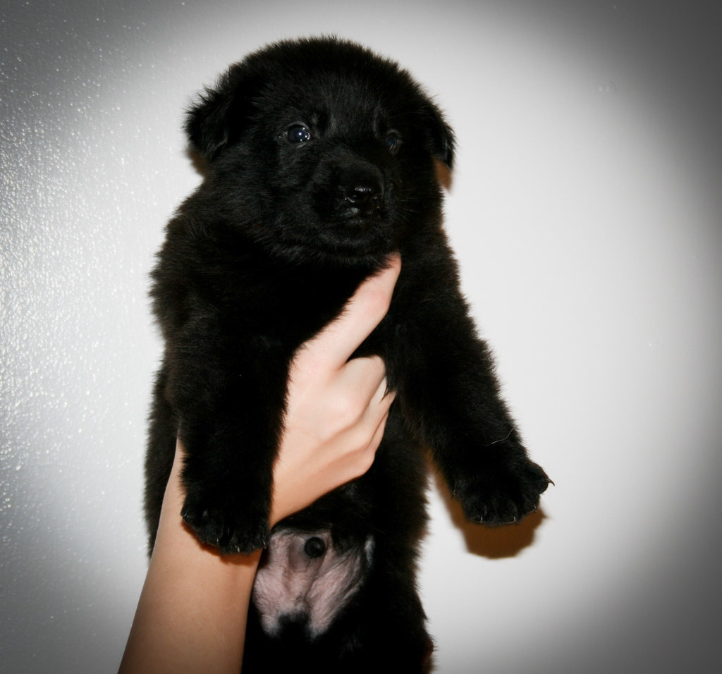 Orange Collar Male - 4 weeks old