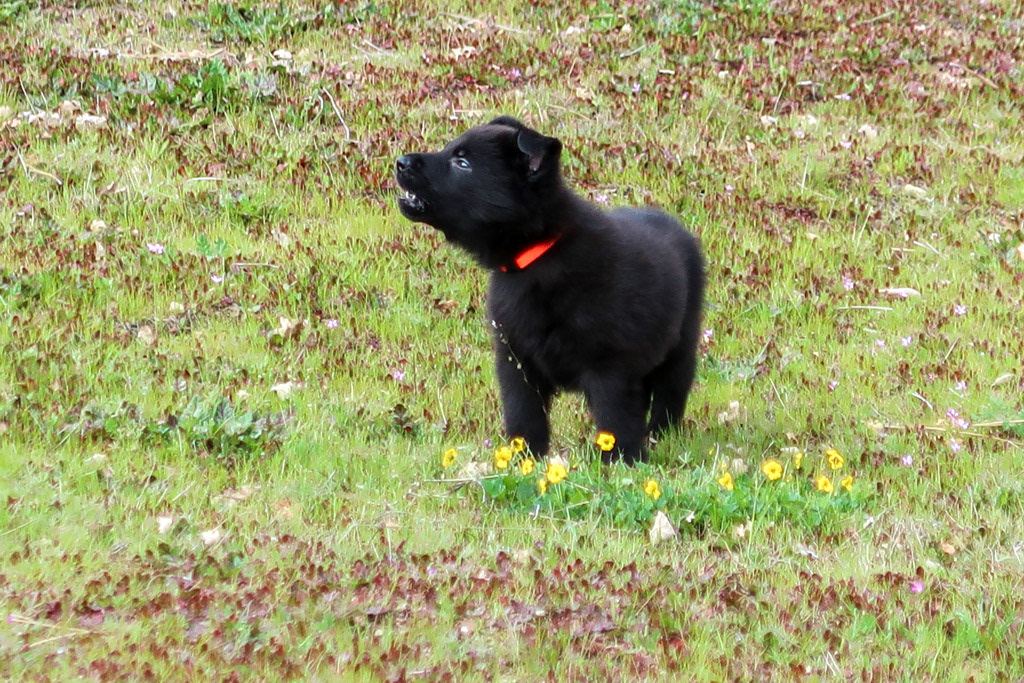 Orange Collar Male - 6 weeks old