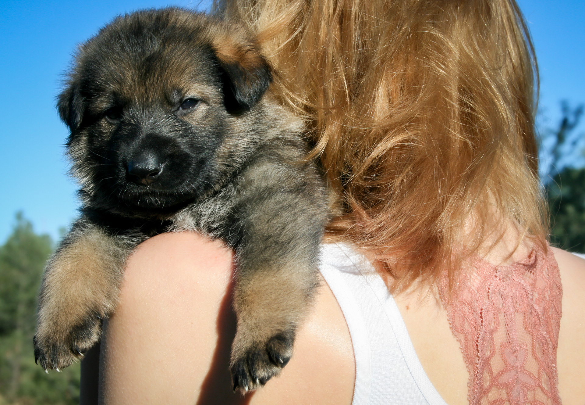 "Dexter" - 4 weeks