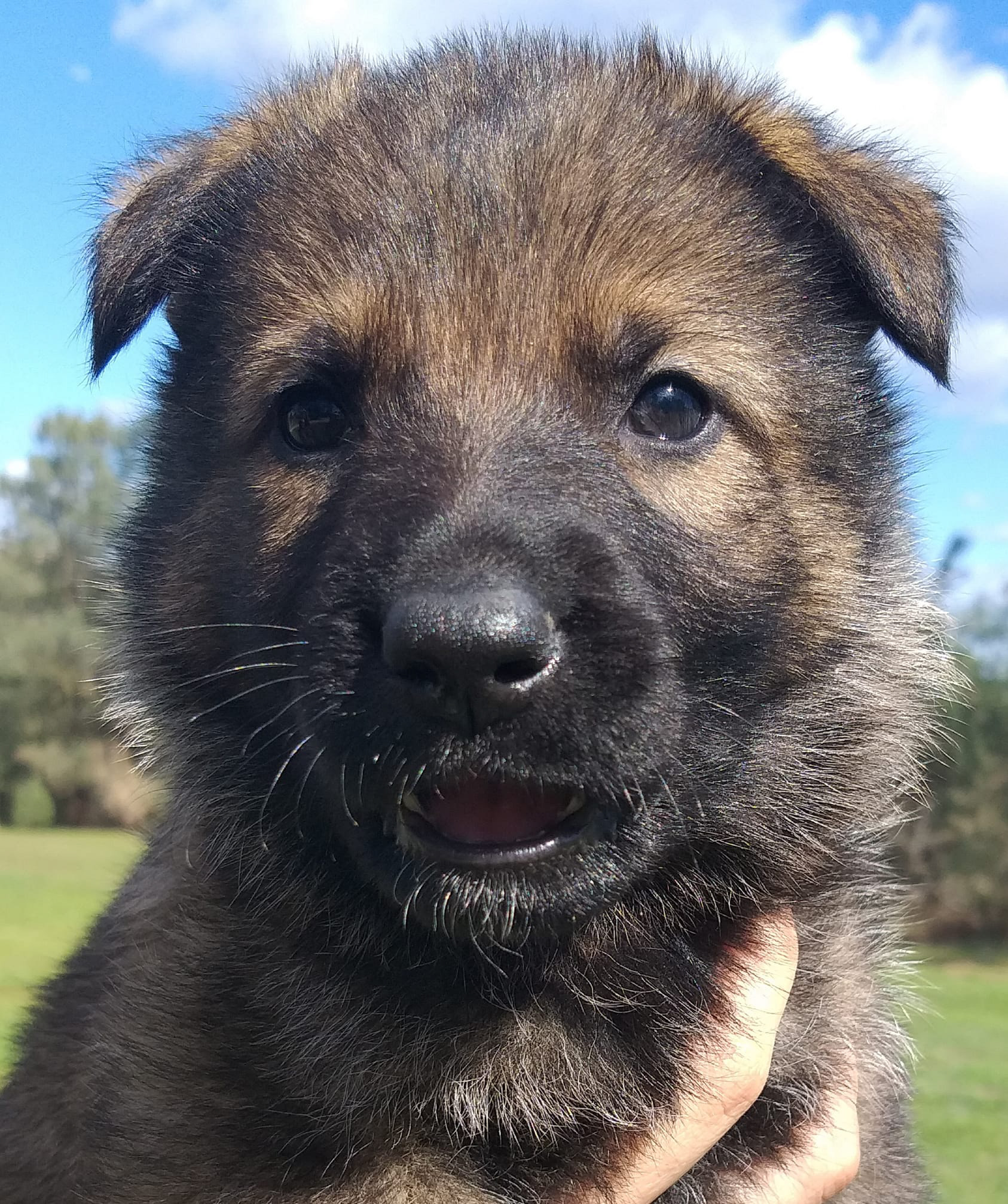 Black Male 5 weeks old