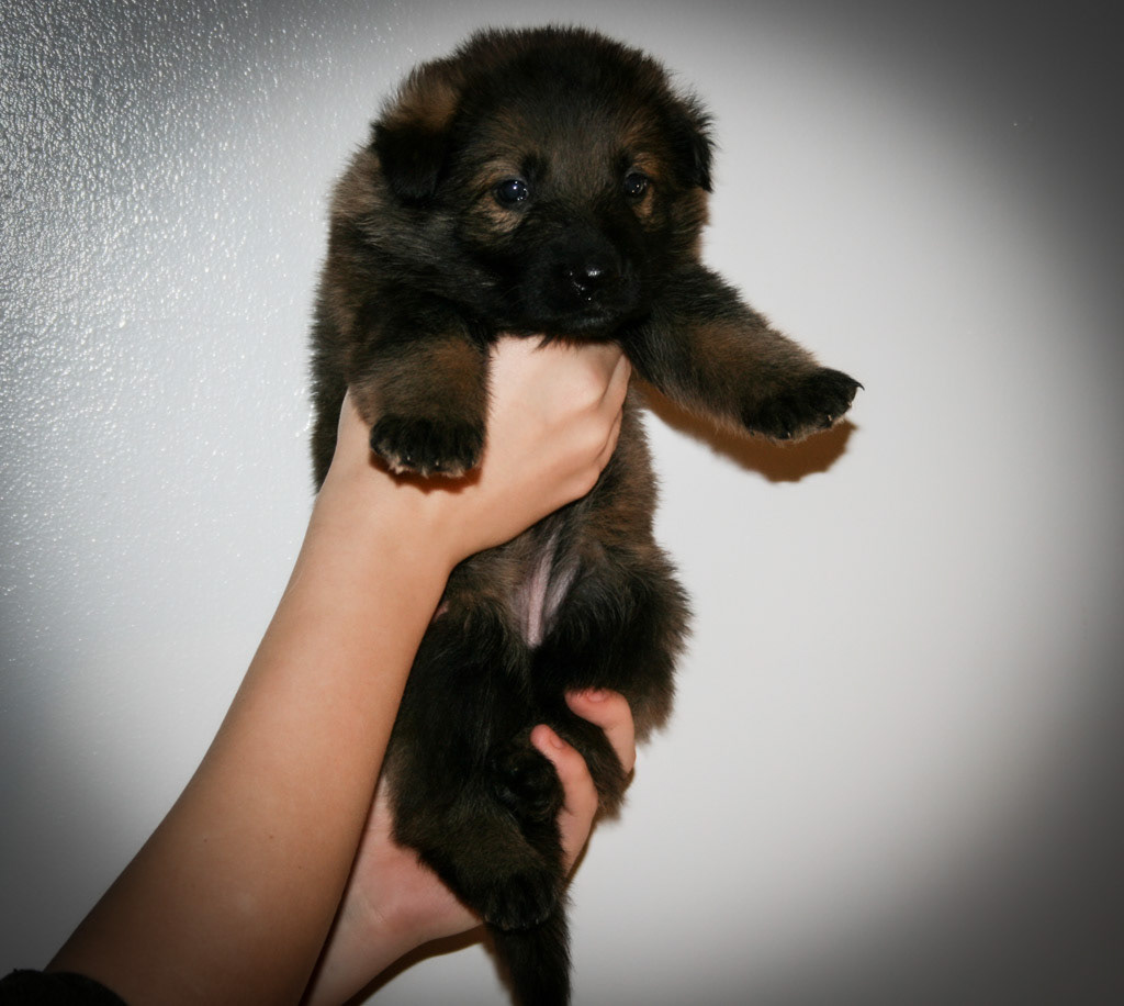 Yellow Collar Female - 4 weeks old