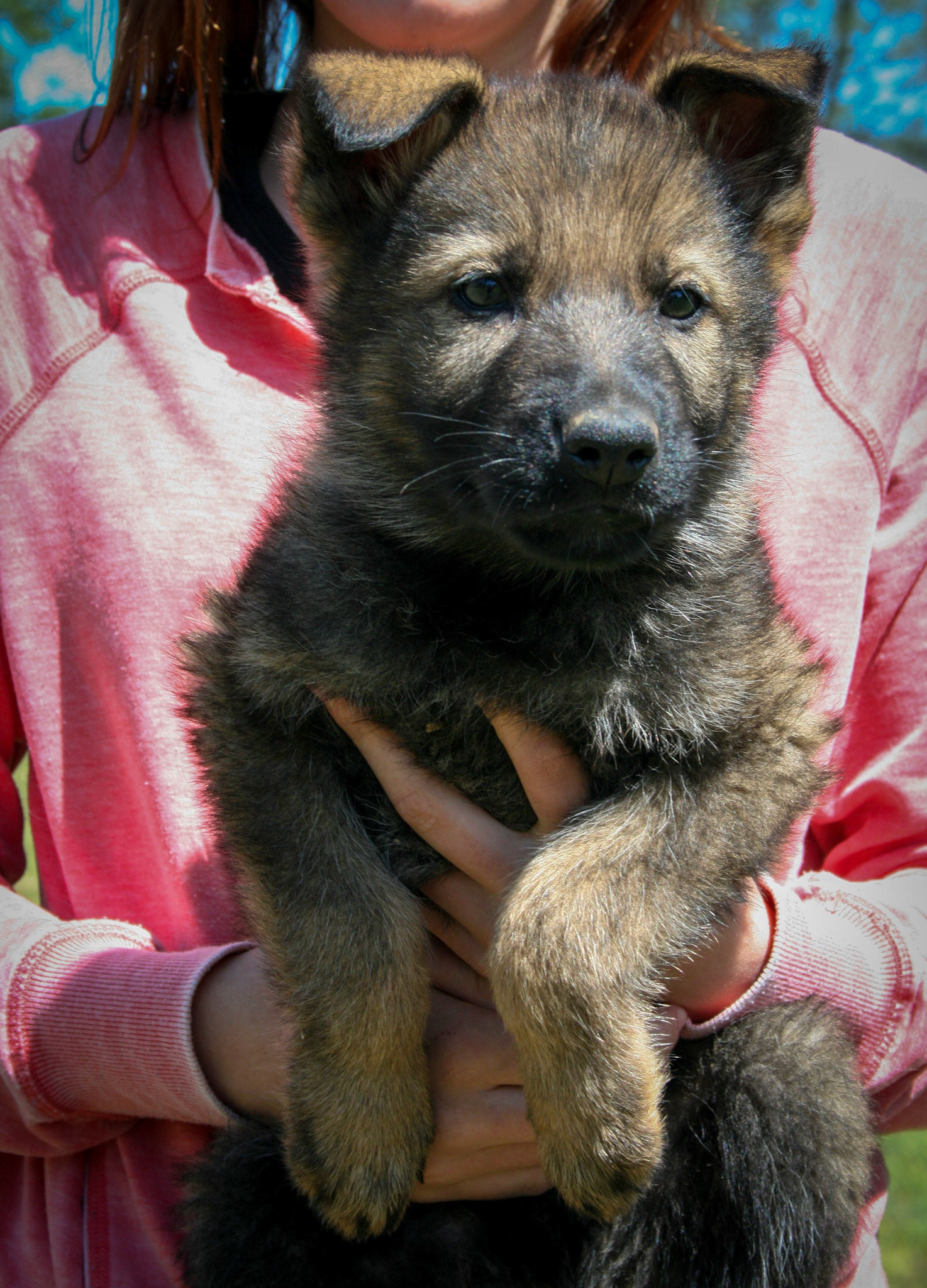 Blue Collar Male 8 Weeks Old