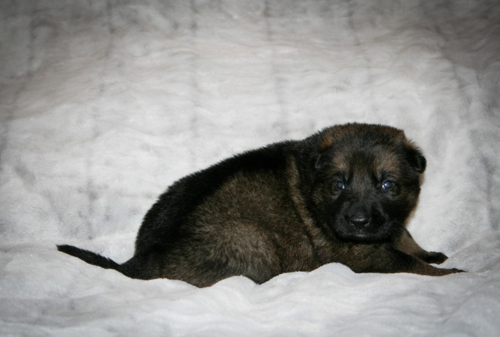 Black Collar Male - 3 weeks