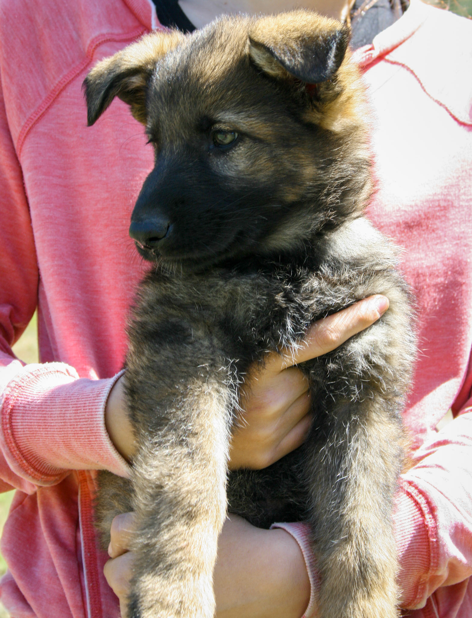Lilac Collar Female 8 Weeks Old