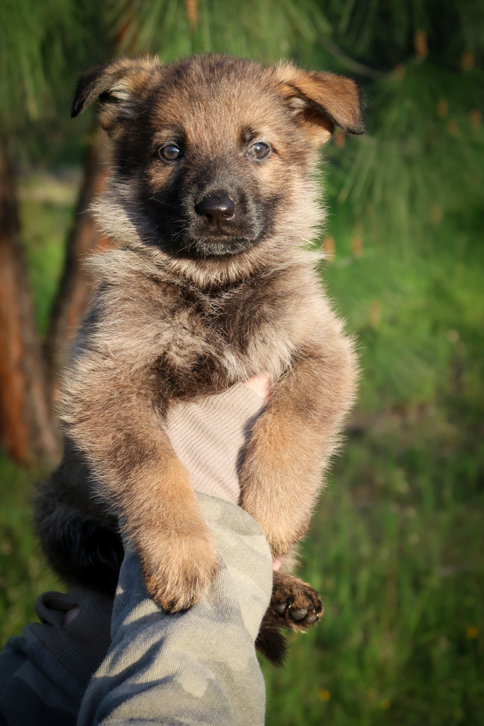 Yellow Collar Female - 6 weeks