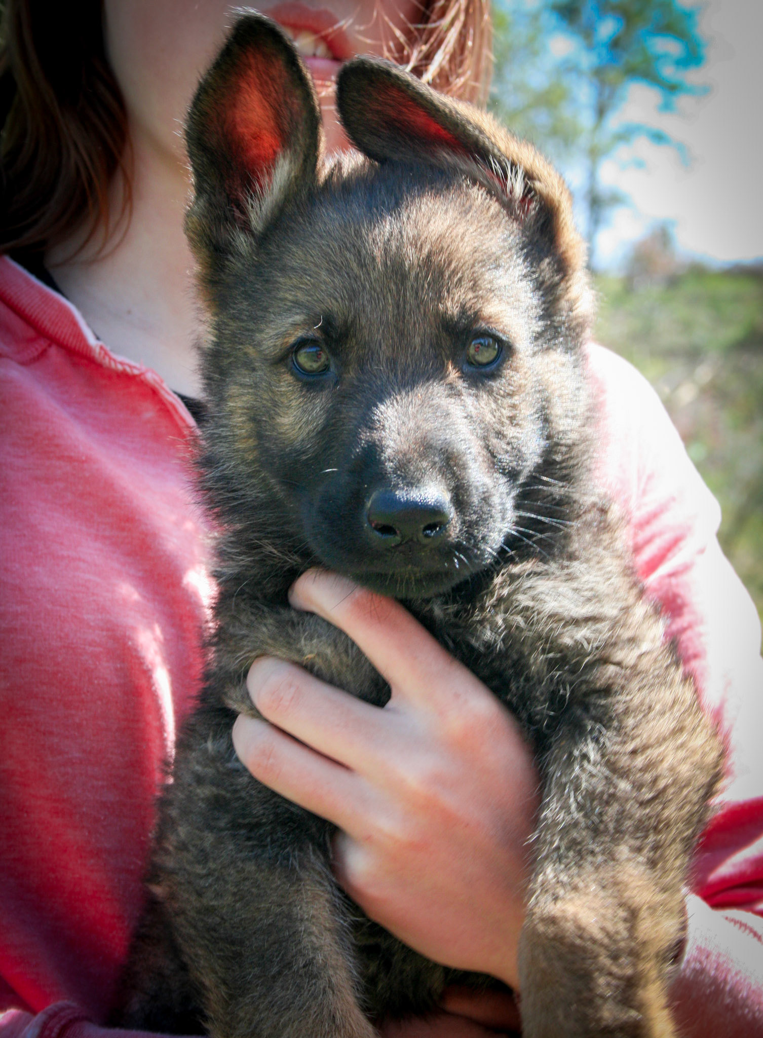 Hunter Green Collar Male 8 Weeks Old