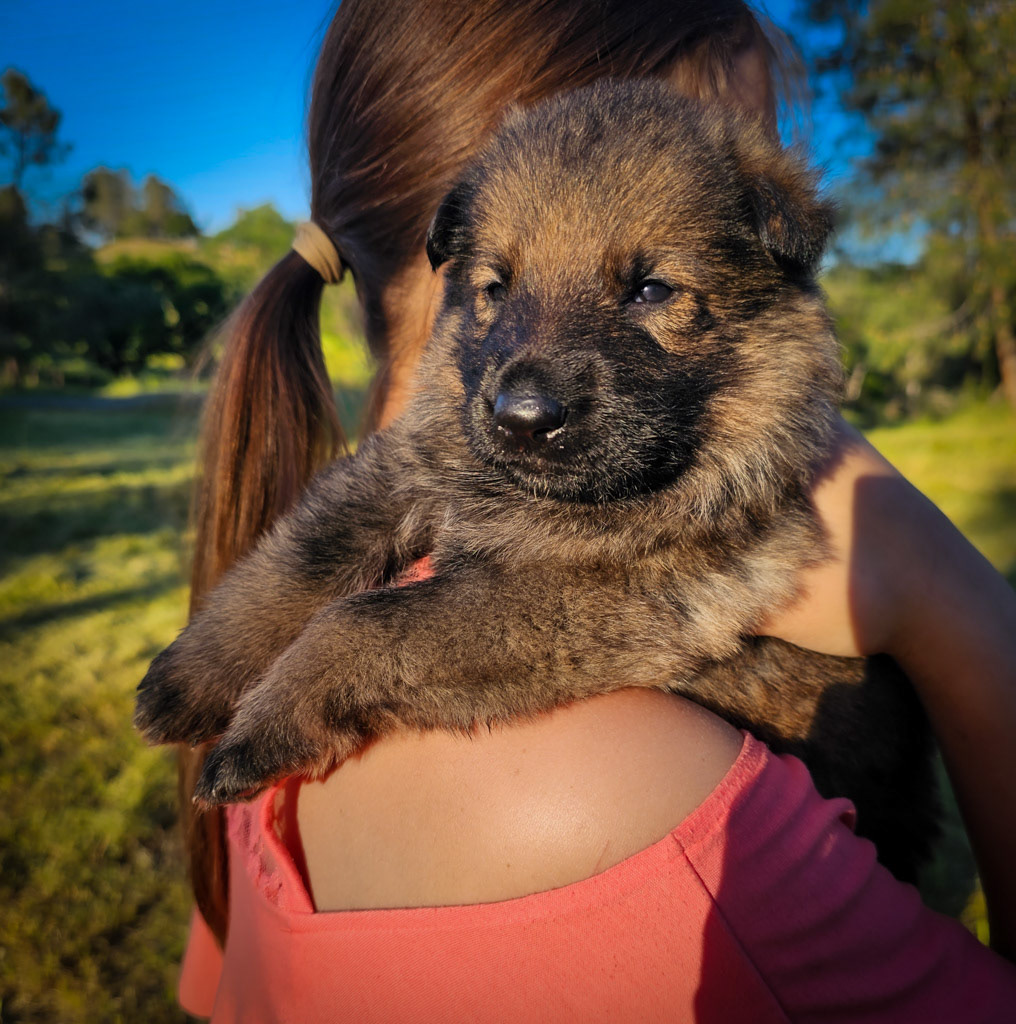 Orange Collar Female - 2.5 weeks old photos